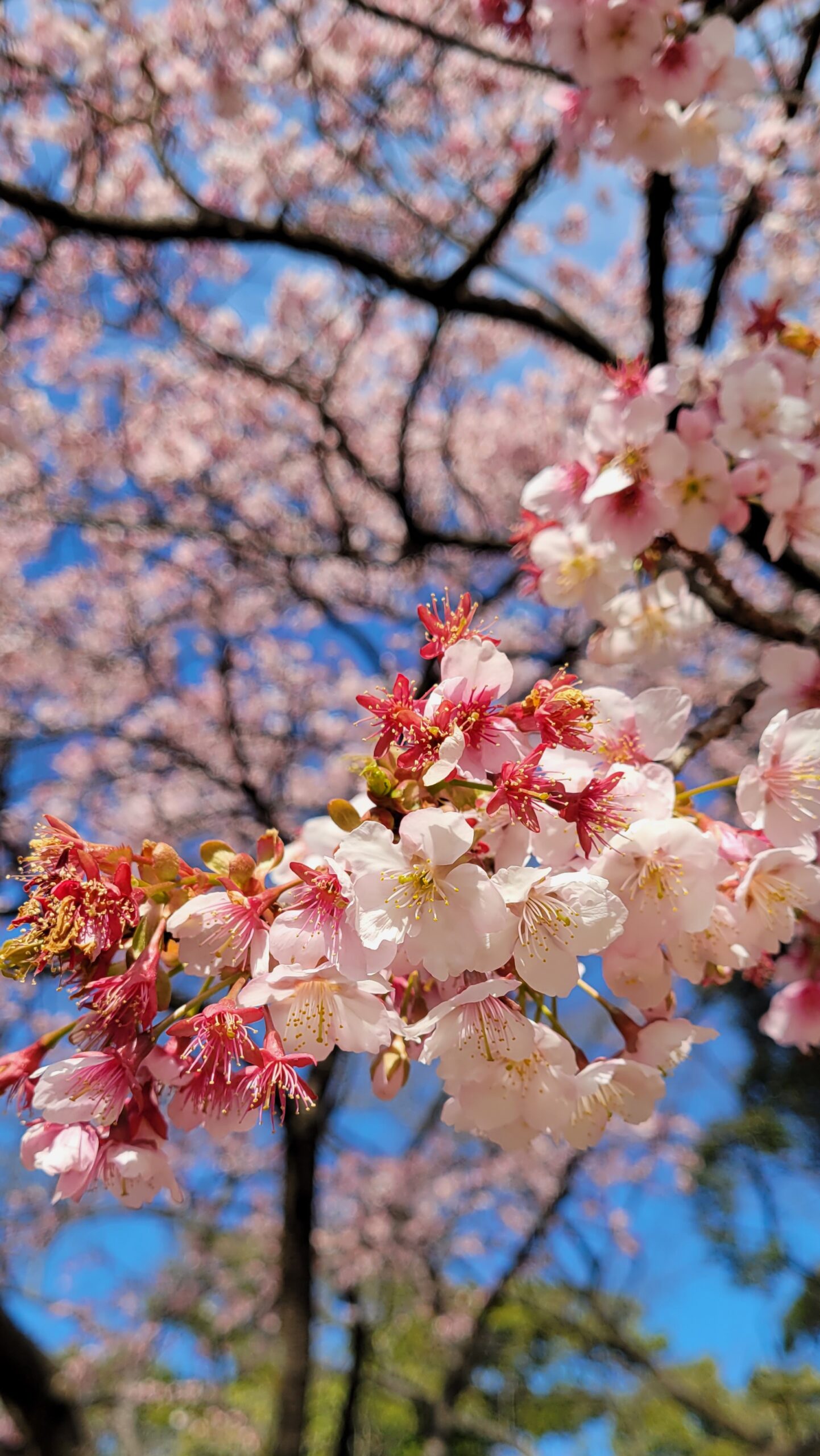 新宿御苑にて、「早咲き桜!春の訪れを感じる特別な瞬間」と感じた写真です。