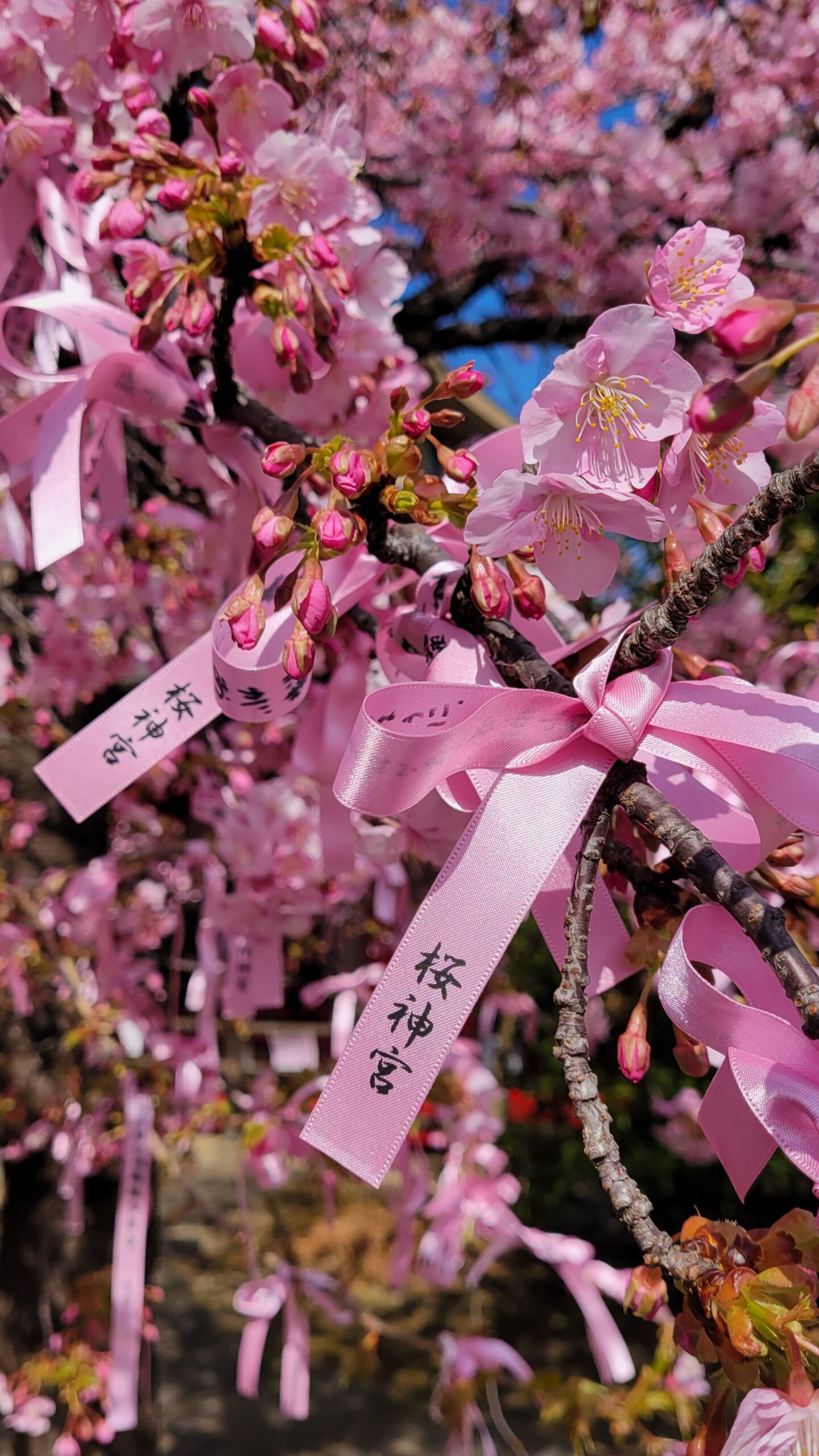 古式神道 桜神宮にて、「早咲き桜とリボンの共演!春の訪れを感じる特別な風景」と感じた写真です。