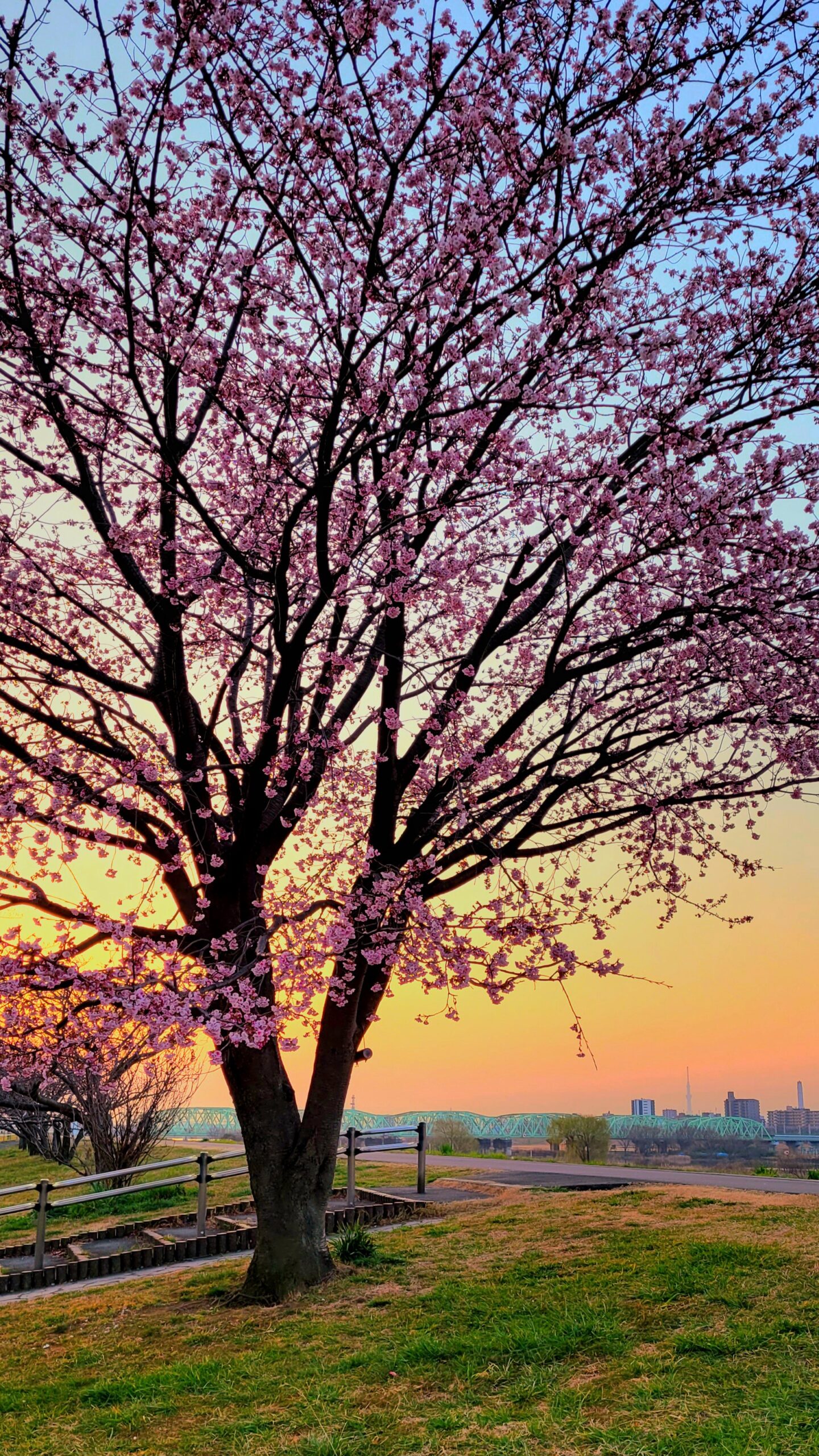 荒川土手にて、「春の幻想!荒川土手の桜と朝焼けの共演」と感じた写真です。