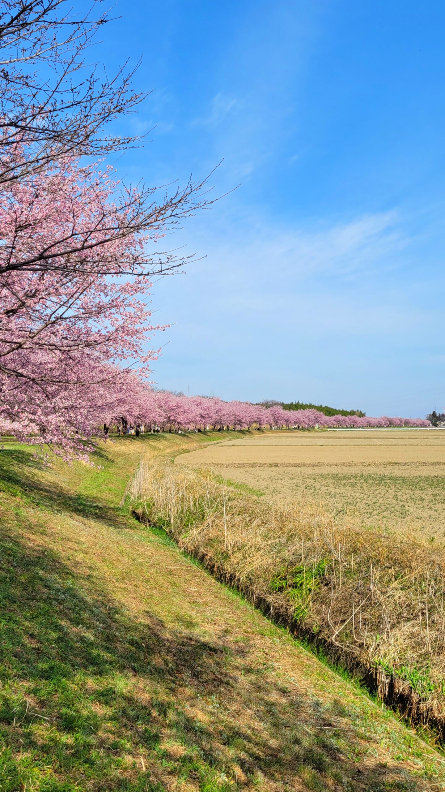 北浅羽桜堤公園にて、「春の訪れを告げる桜のトンネル - 北浅羽桜堤公園の安行寒桜」と感じた写真です。