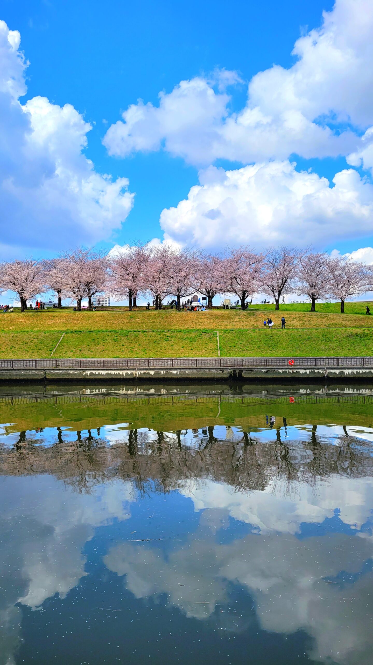 荒川土手にて、「春の幻想!荒川と新河岸川の桜並木」と感じた写真です。