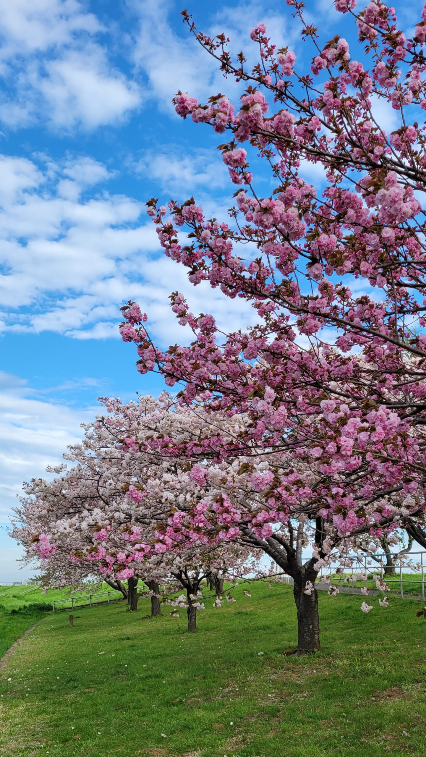 荒川土手にて、「春の終わりに咲く遅咲きの桜並木 - 荒川土手の美しい風景」と感じた写真です。