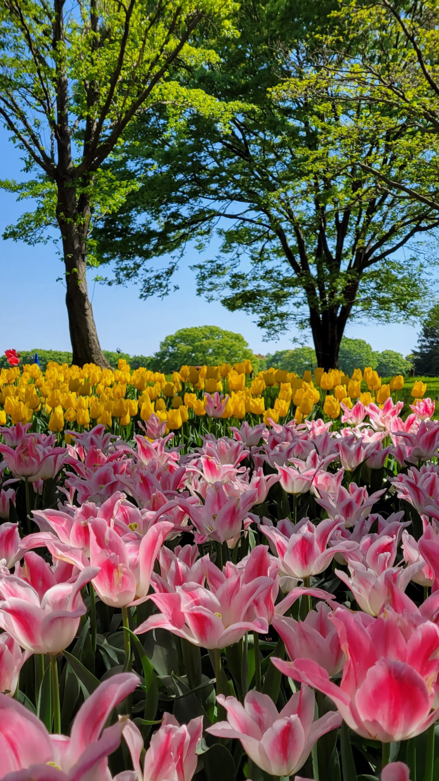 国営昭和記念公園にて、「春の彩り、国営昭和記念公園のチューリップ畑」と感じた写真です。