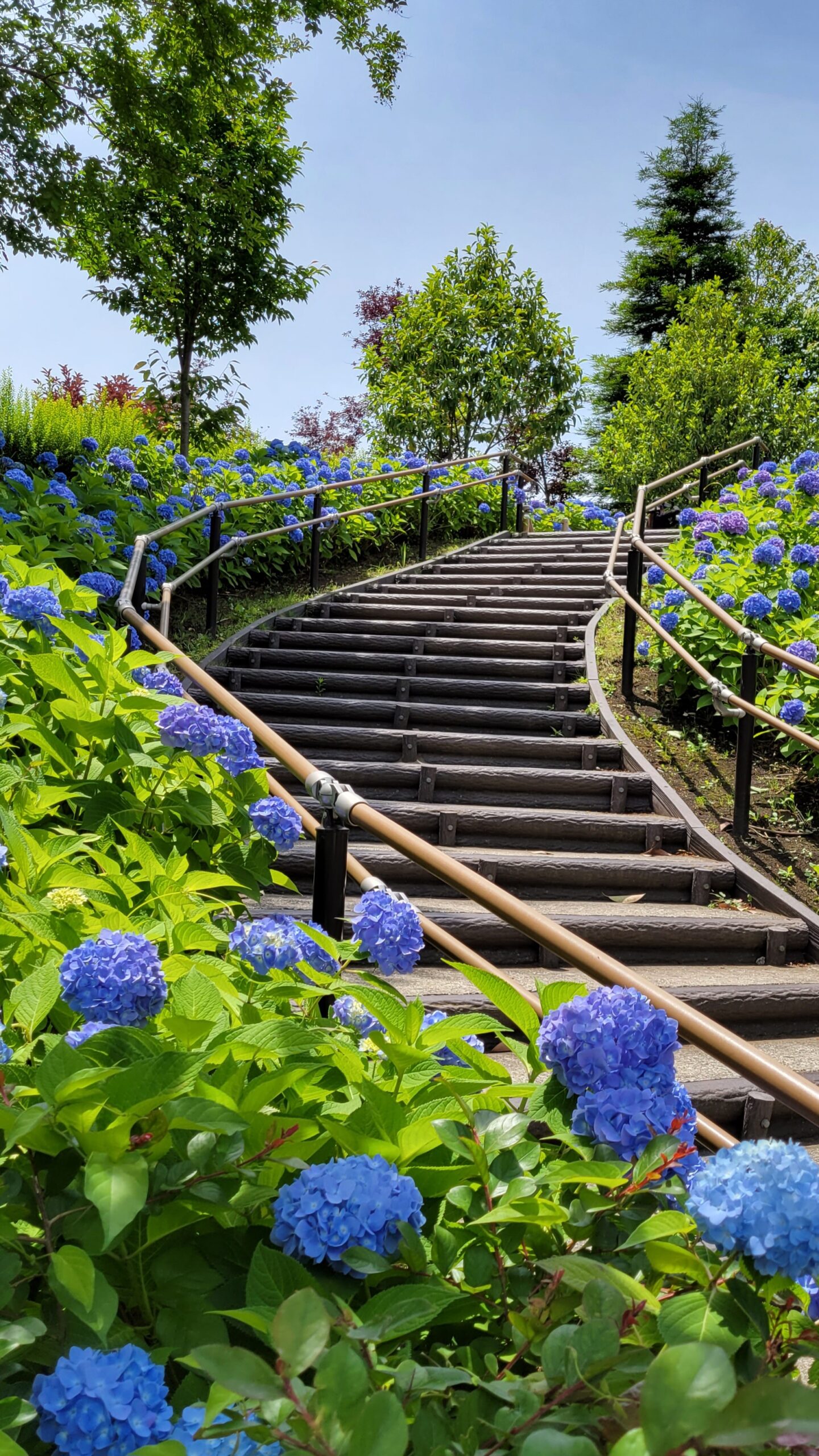 シンボルプロムナード公園にて、「青空と紫陽花の共演!お台場シンボルプロムナード公園の魅力」と感じた写真です。