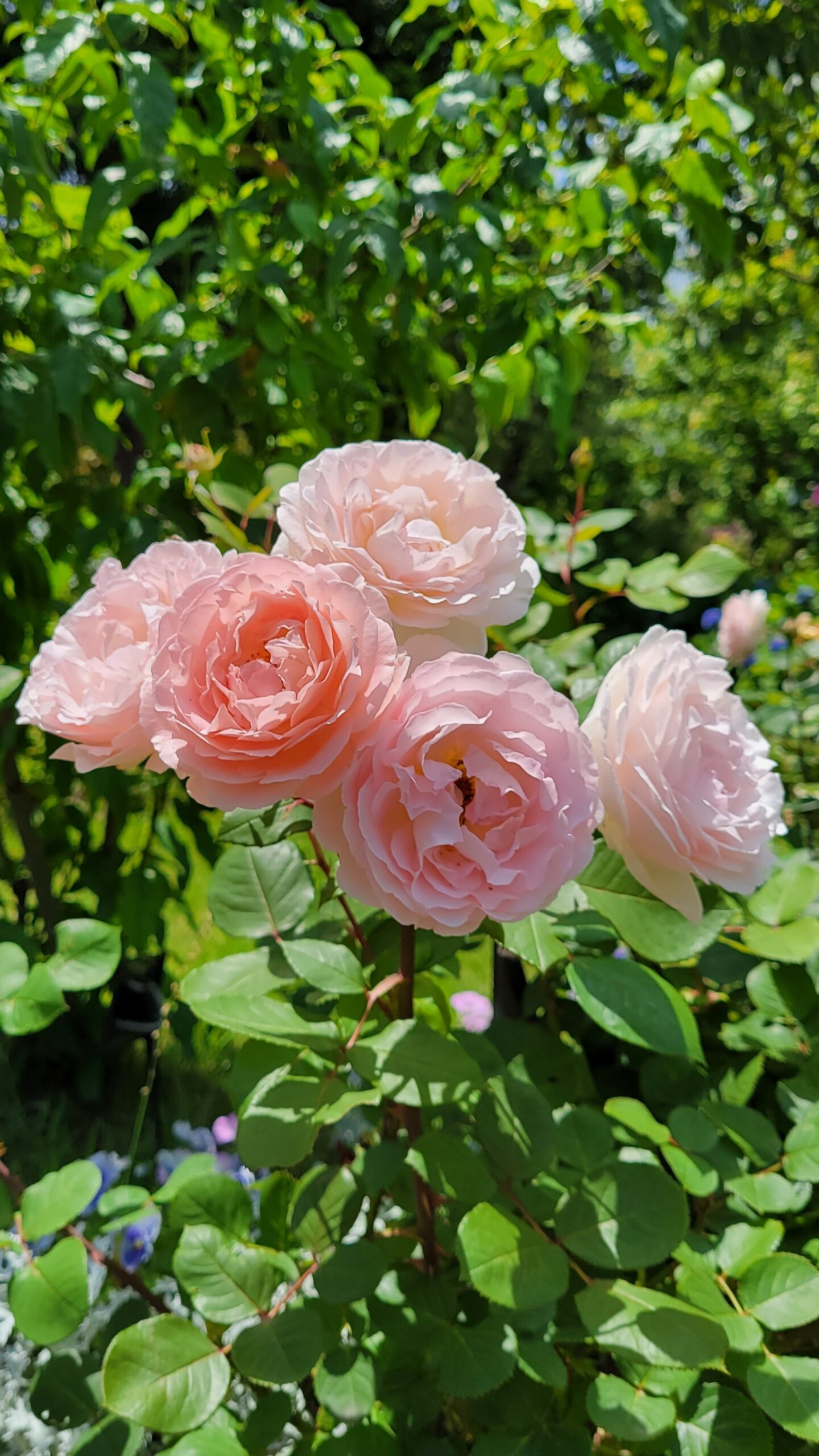 シンボルプロムナード公園にて、「四季折々の美を楽しむ!シンボルプロムナード公園の紫陽花とバラの饗宴」と感じた写真です。