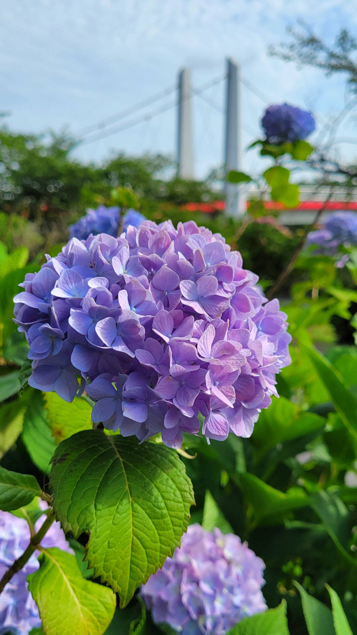 志木新河岸川あじさいロードにて、「新河岸川あじさいロード!色とりどりの紫陽花が織りなす癒しの散歩道」と感じた写真です。