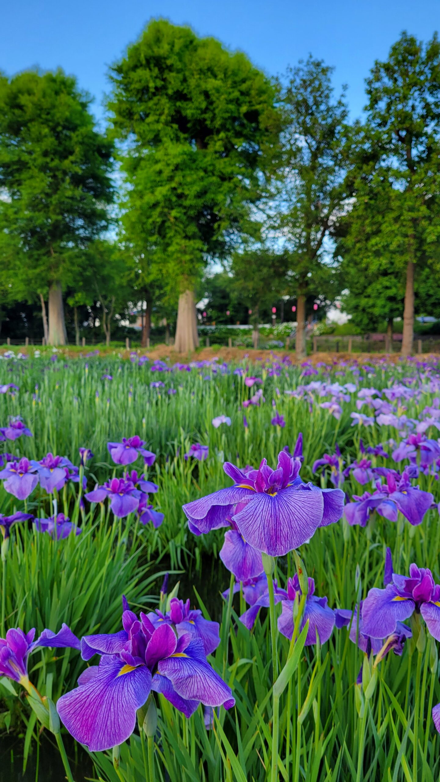 水元公園にて、「初夏の彩り!水元公園の花菖蒲と紫陽花の競演」と感じた写真です。
