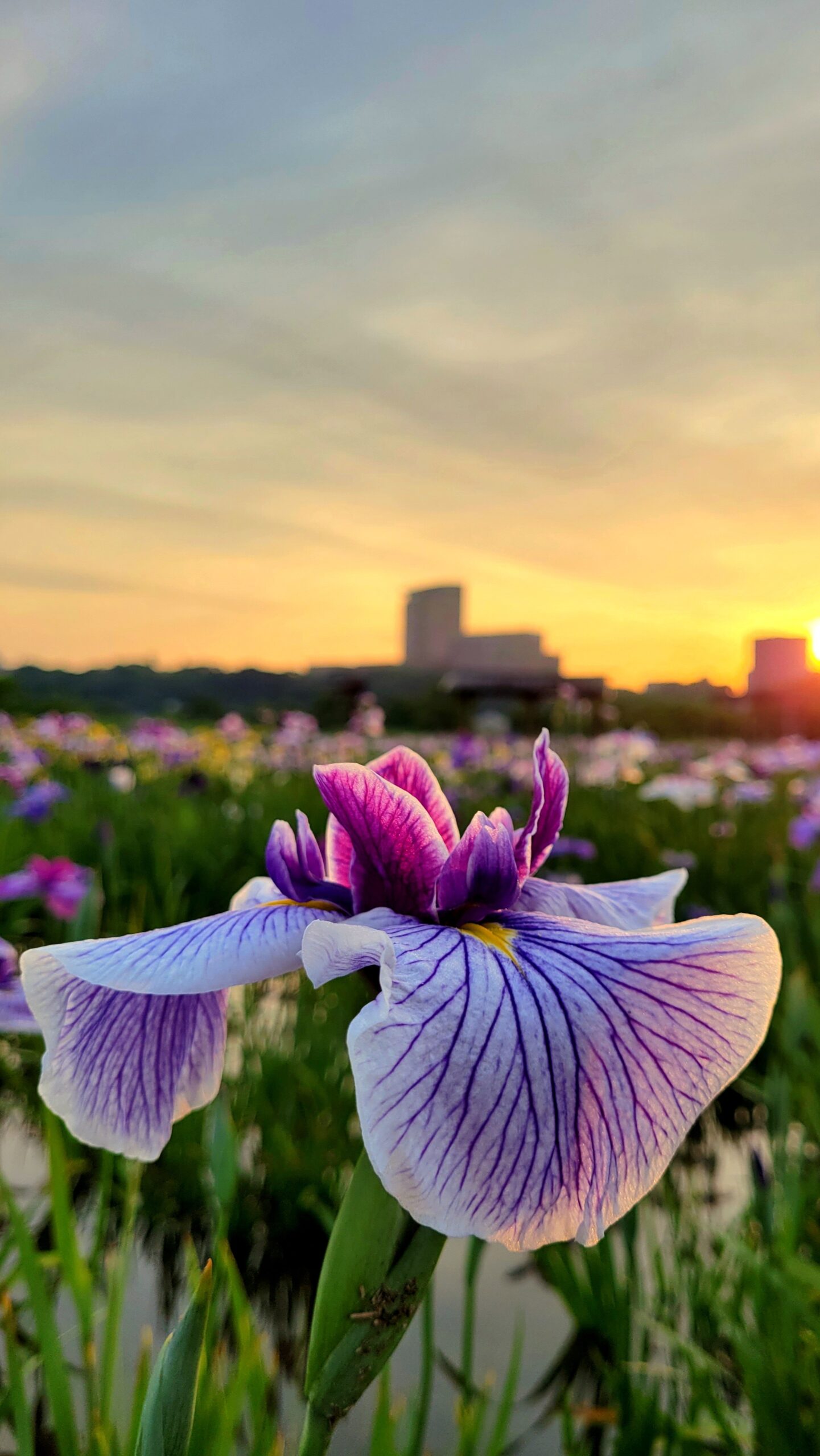 小岩菖蒲園にて、「朝焼けに映える小岩菖蒲園の幻想美」と感じた写真です。