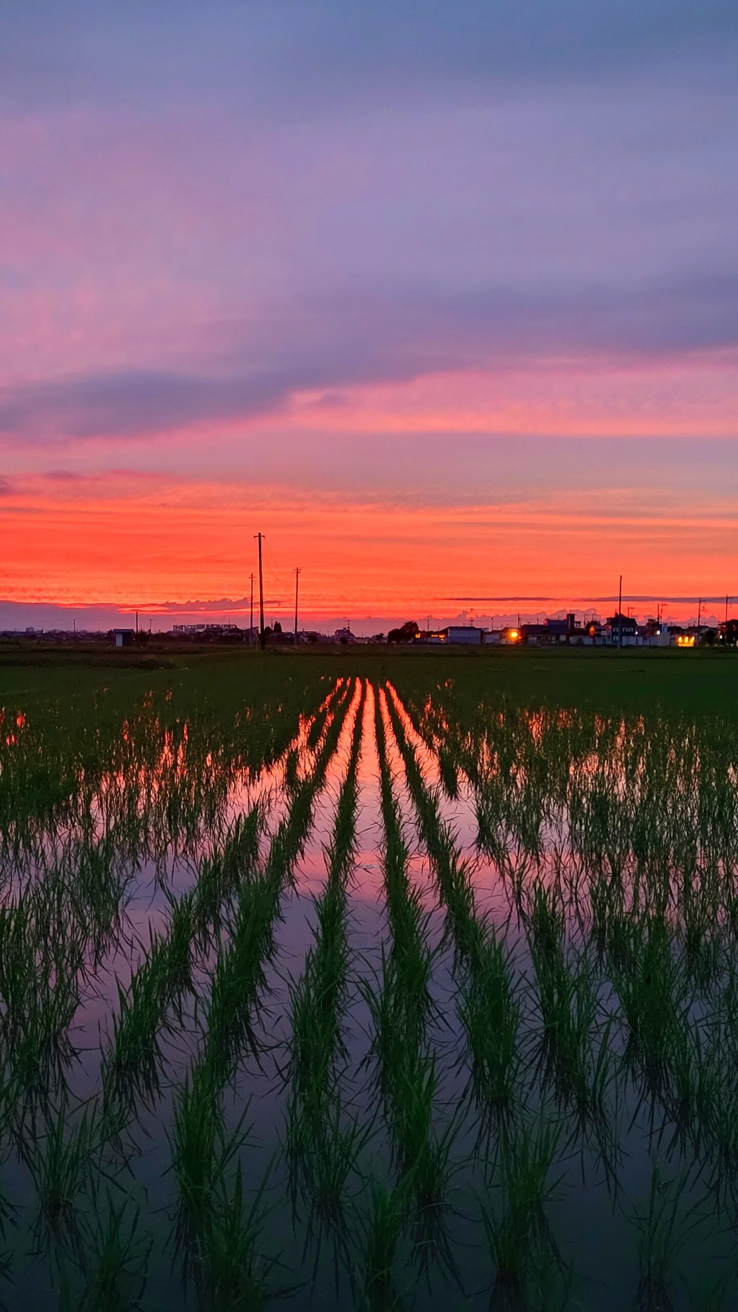埼玉県にて、「埼玉の田園に映る夕焼け!自然が織りなす美しいリフレクション」と感じた写真です。