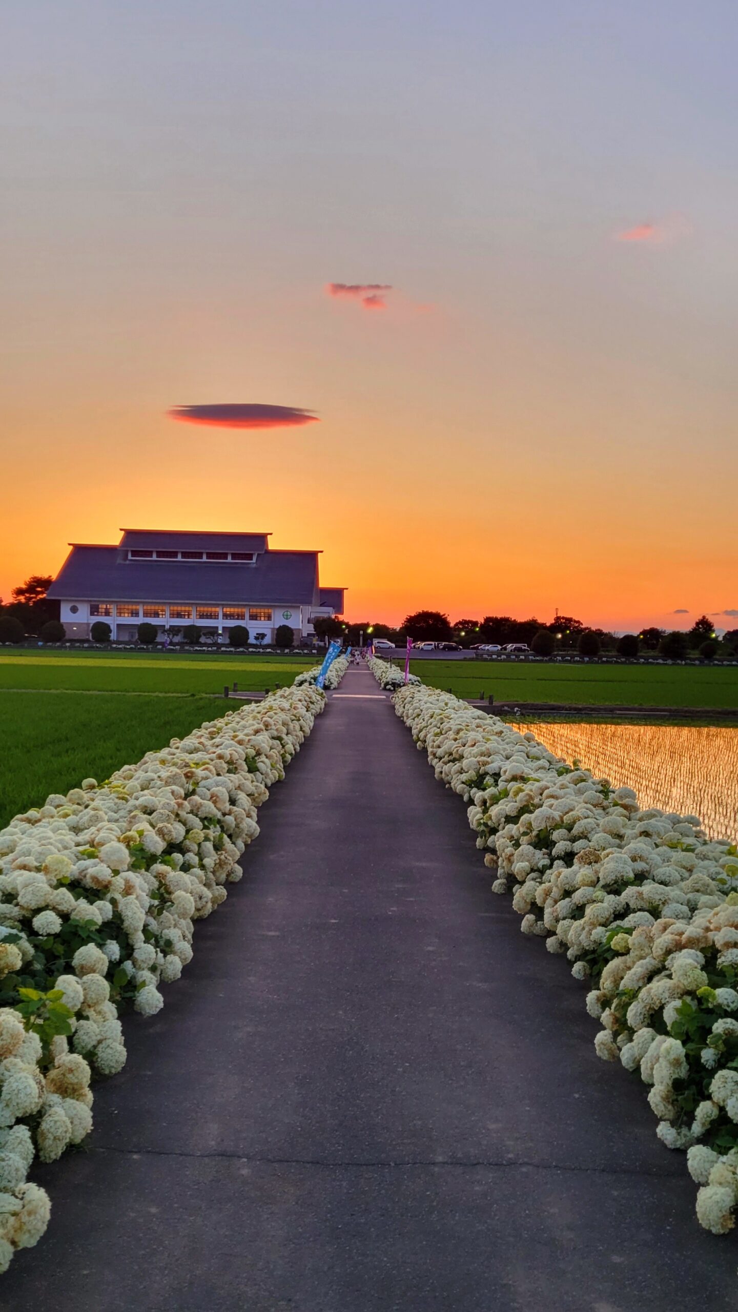 騎西総合体育館ふじアリーナにて、「騎西の紫陽花ロード!白い花々と夕焼けの幻想的な共演」と感じた写真です。