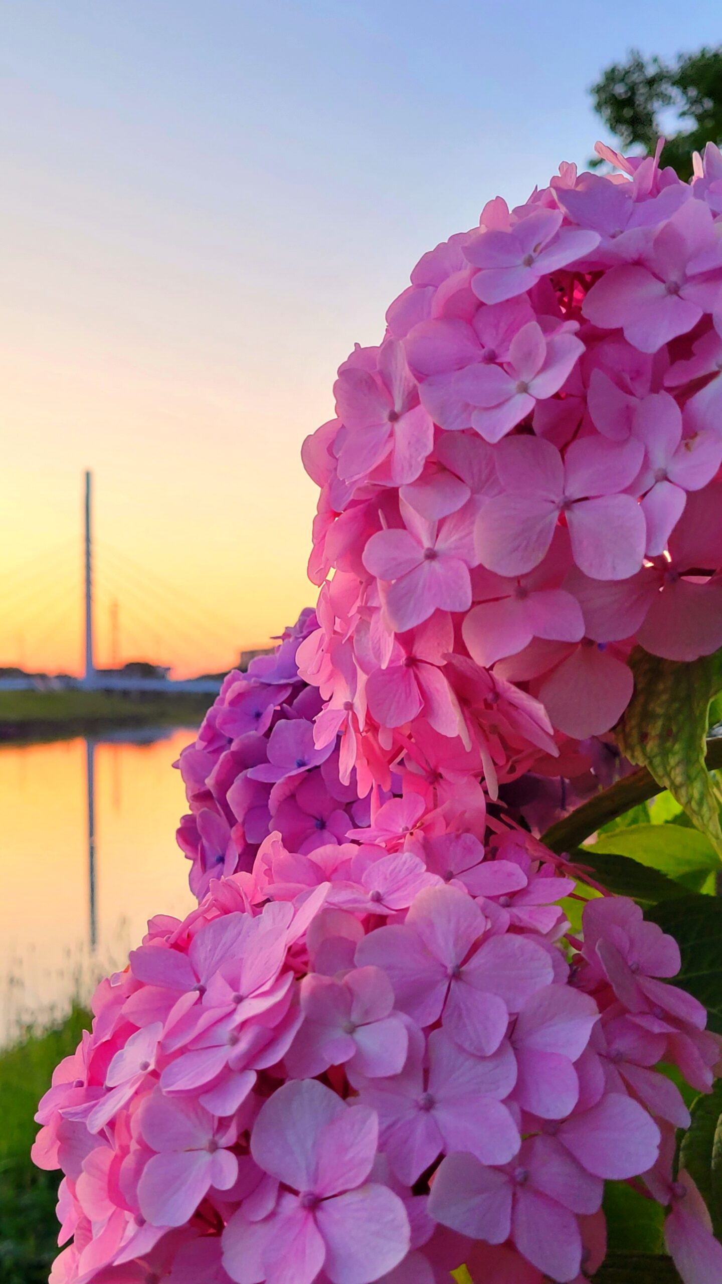 葛西親水緑道にて、「初夏の幻想!葛西親水緑道で楽しむ紫陽花と日の出の美」と感じた写真です。