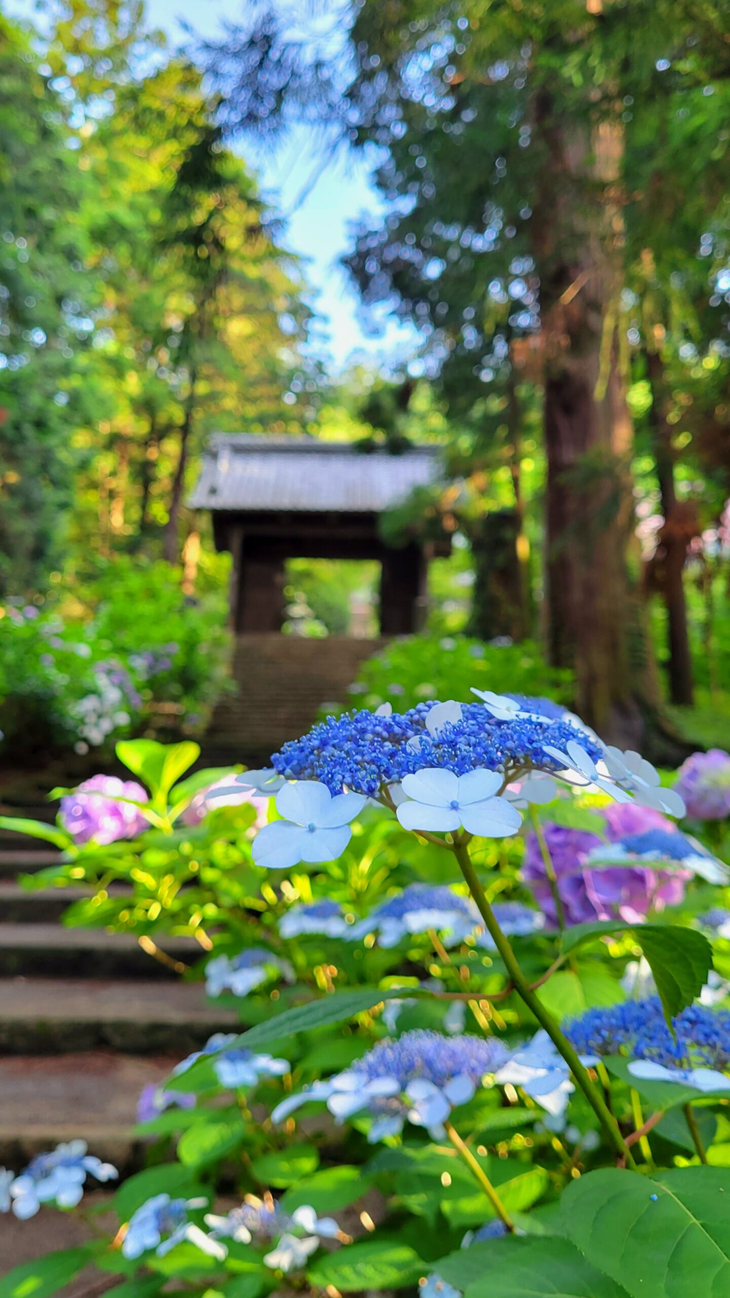 大中寺にて、「神秘の門と紫陽花の共演 - 栃木県大中寺の幻想的な風景」と感じた写真です。