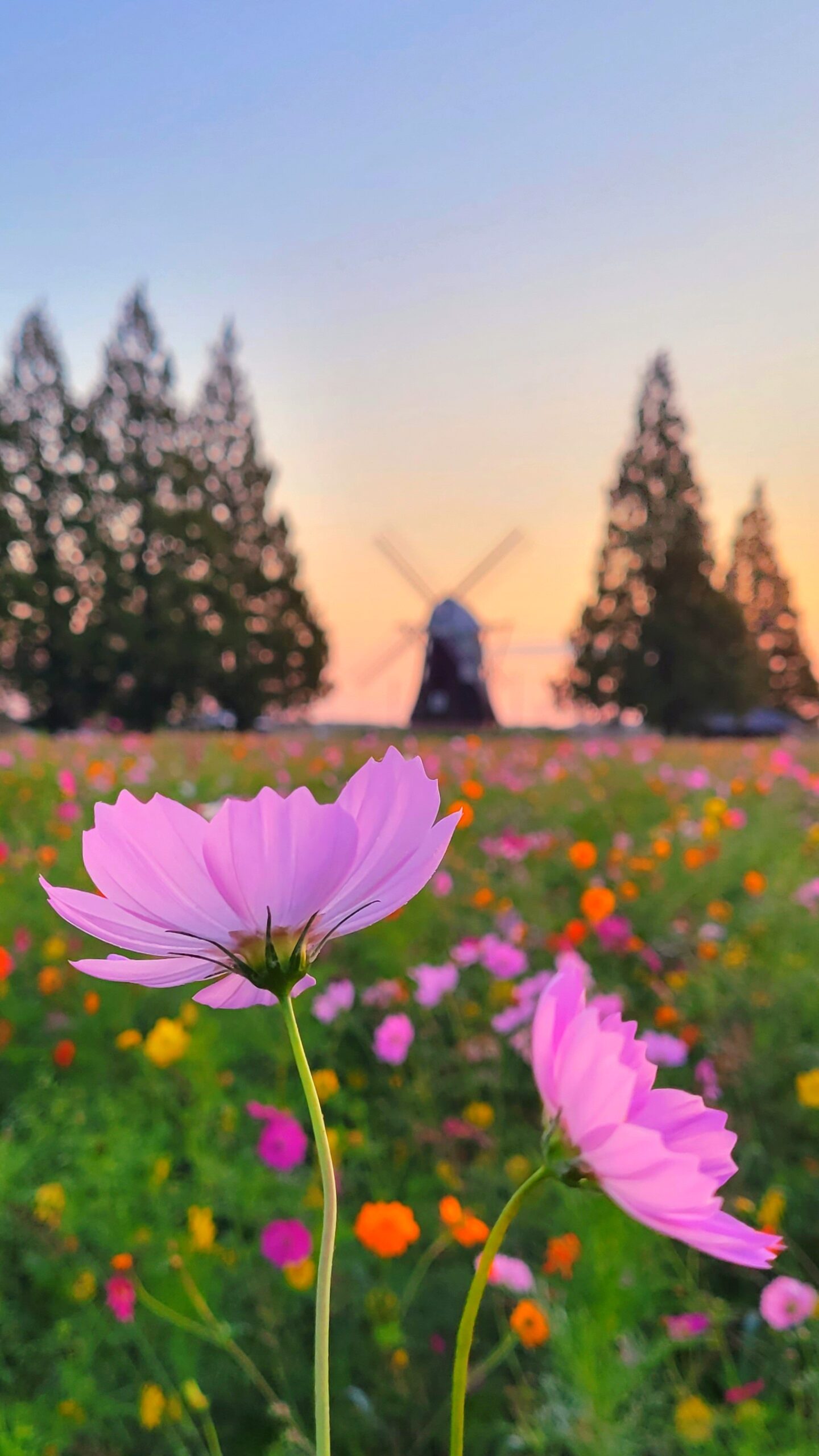 あけぼの山農業公園にて、「あけぼの山農業公園の秋!コスモスと風車が織りなす幻想的な朝の風景」と感じた写真です。