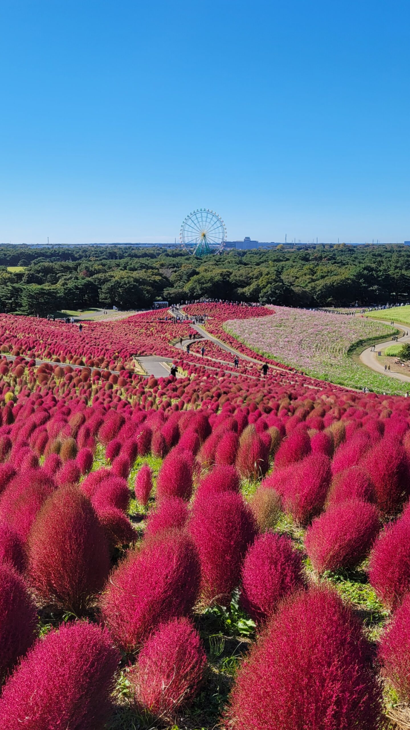 国営ひたち海浜公園にて、「秋のひたち海浜公園!真っ赤なコキアが織りなす絶景のじゅうたん」と感じた写真です。