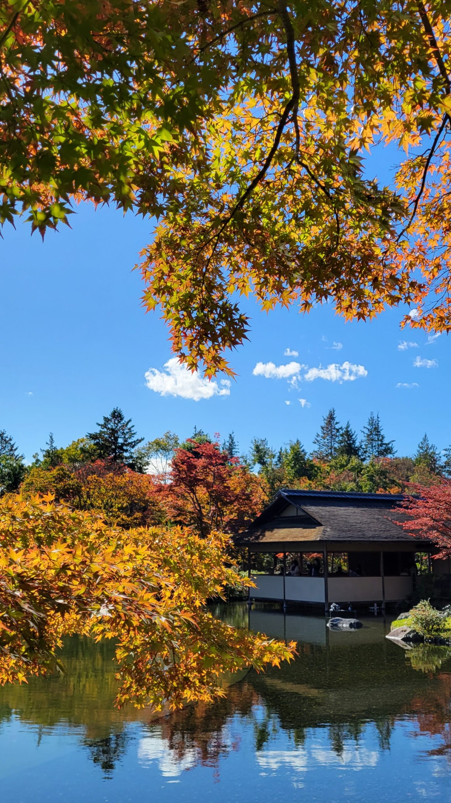 国営昭和記念公園にて、「秋の彩り!昭和記念公園の紅葉と花々の饗宴」と感じた写真です。