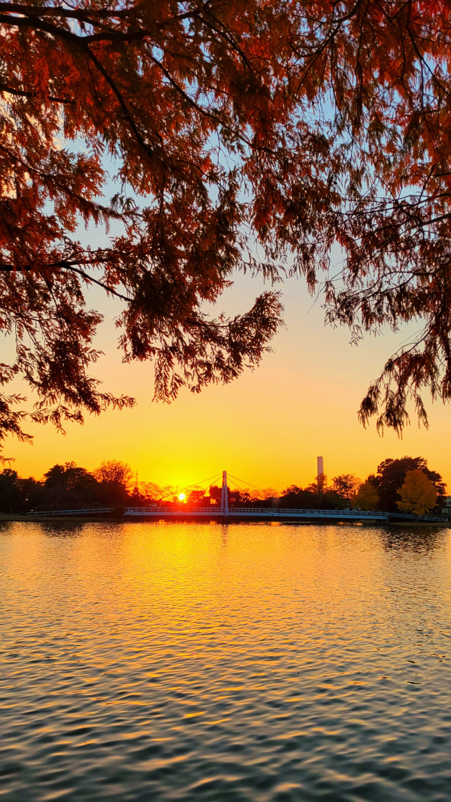 みさと公園にて、「夕日に染まるメタセコイアの美しさ - 埼玉県三郷市みさと公園の魅力」と感じた写真です。