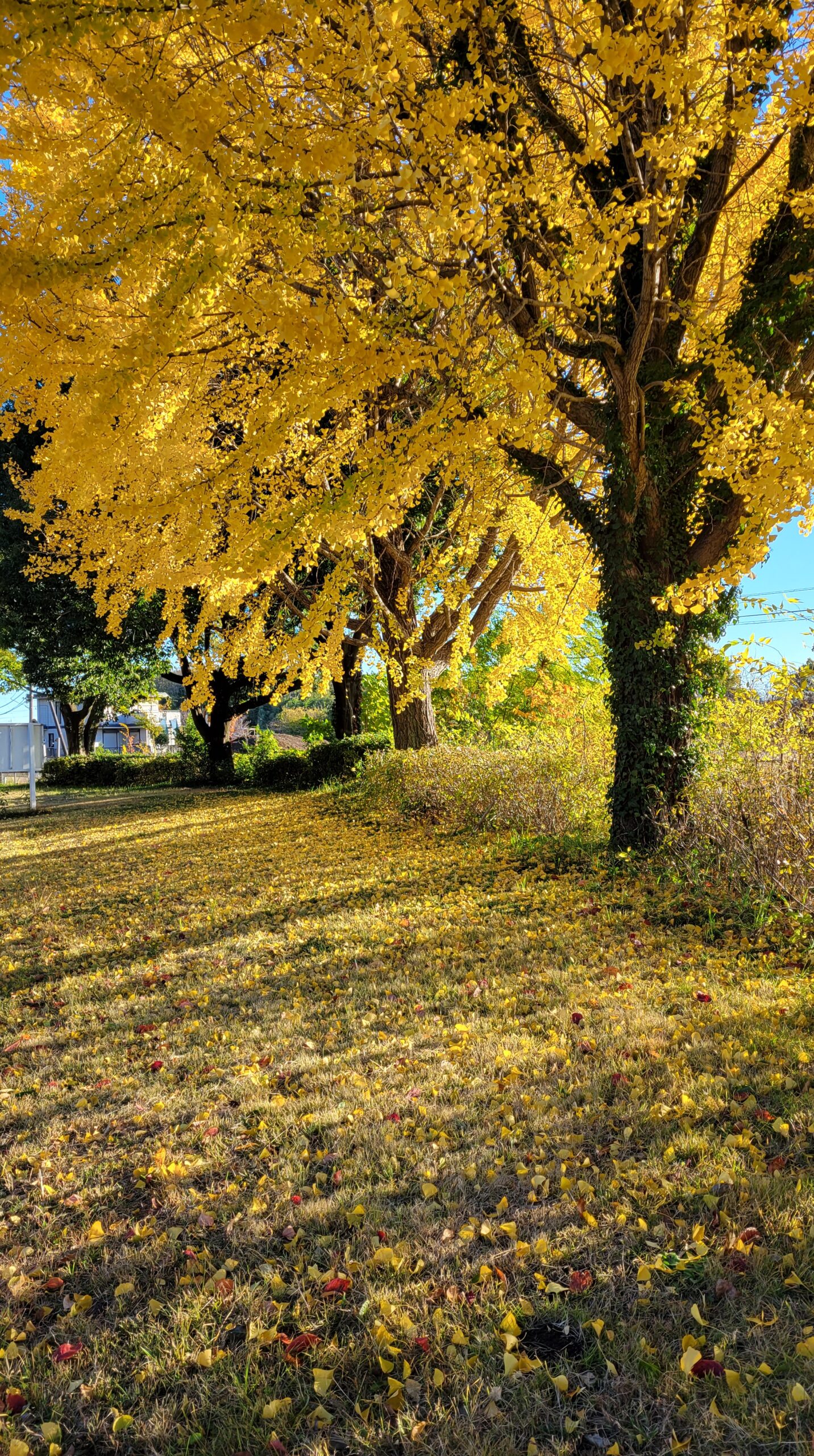 川越水上公園にて、「黄金の絨毯!川越水上公園の秋の魅力」と感じた写真です。