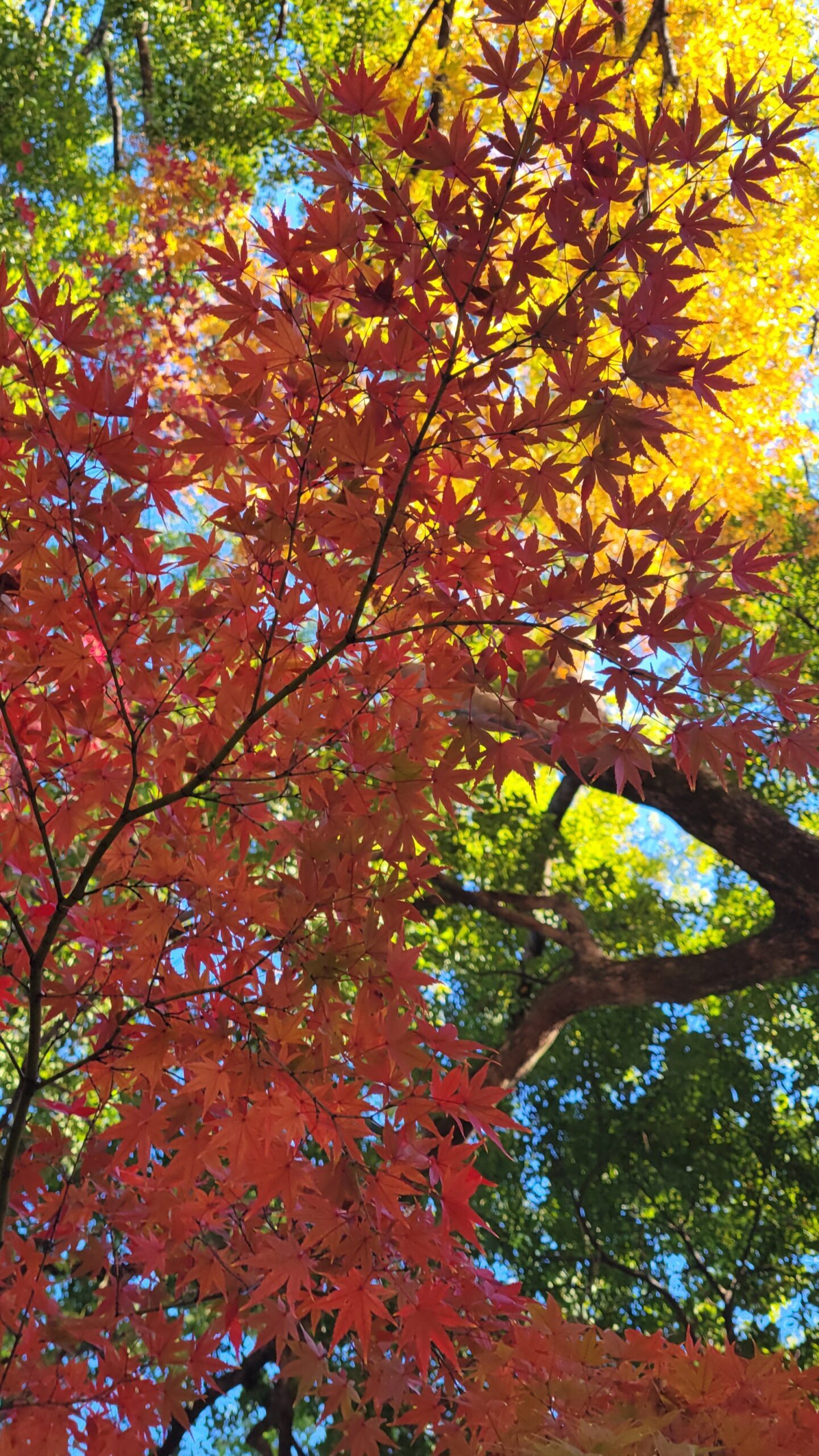 大宮氷川神社にて、「秋色参道!紅葉が織りなす美しい風景」と感じた写真です。