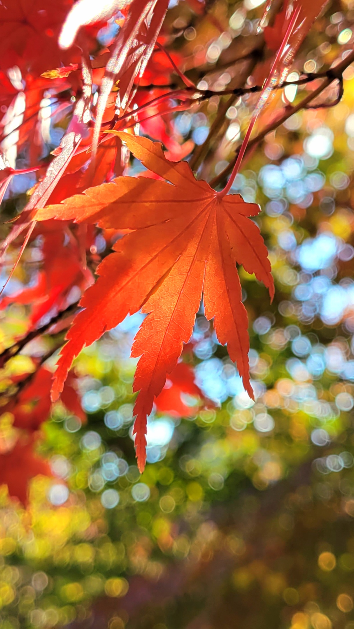 大宮氷川神社にて、「秋!紅葉に包まれた歴史の道」と感じた写真です。