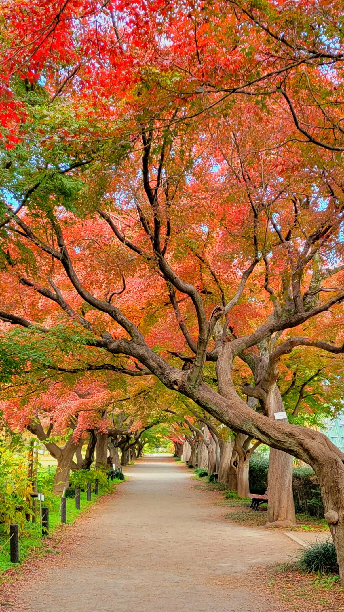 小石川植物園にて、「秋色散歩!もみじのトンネルで感じる自然のアーチ」と感じた写真です。
