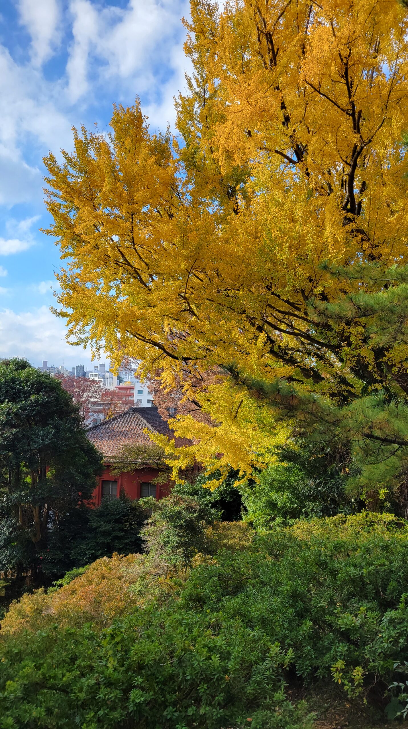 小石川植物園にて、「秋色散歩!都心の隠れた紅葉スポット」と感じた写真です。