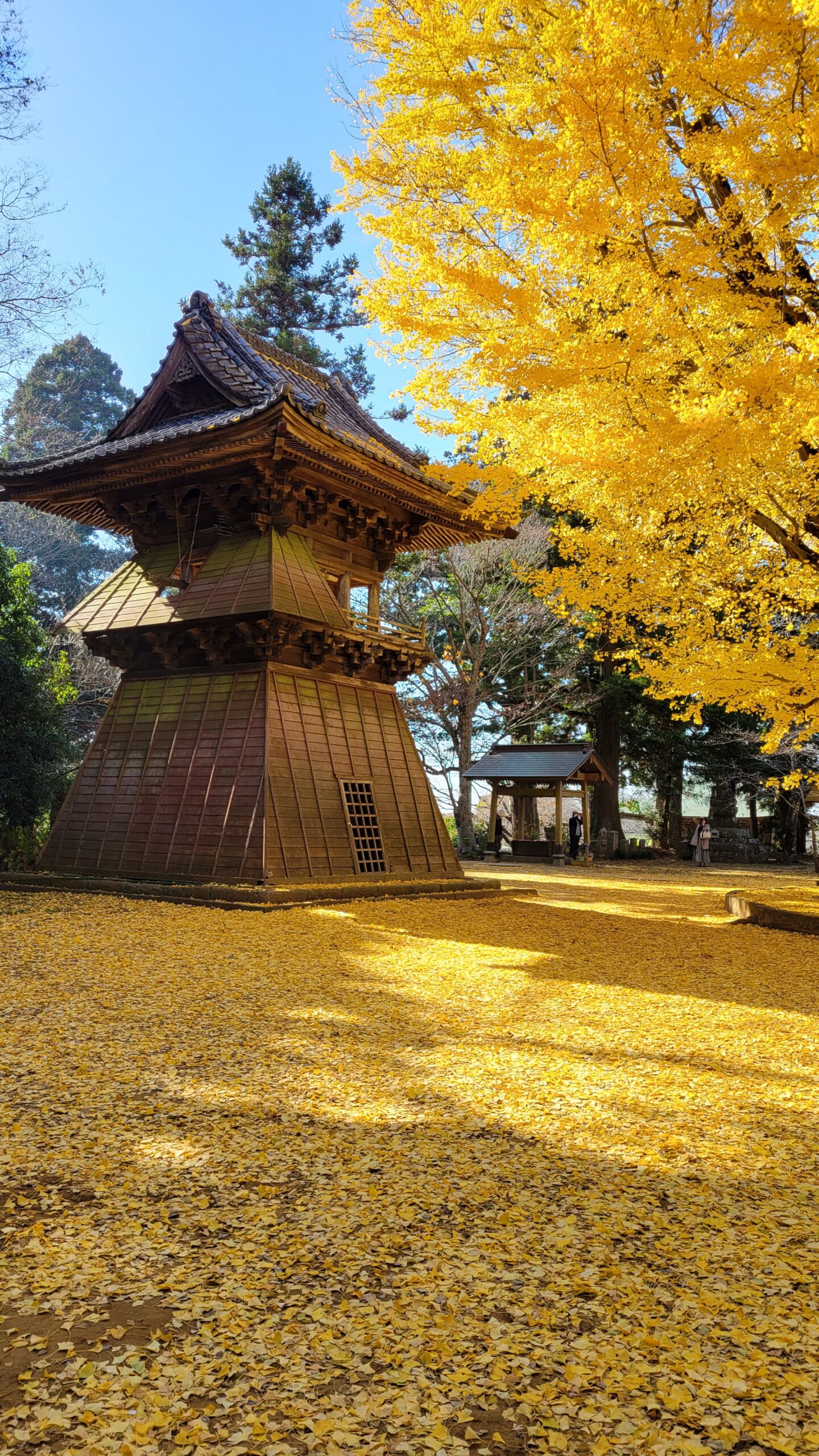 西蓮寺にて、「西蓮寺の秋!黄金色の銀杏が織りなす静寂の美」と感じた写真です。