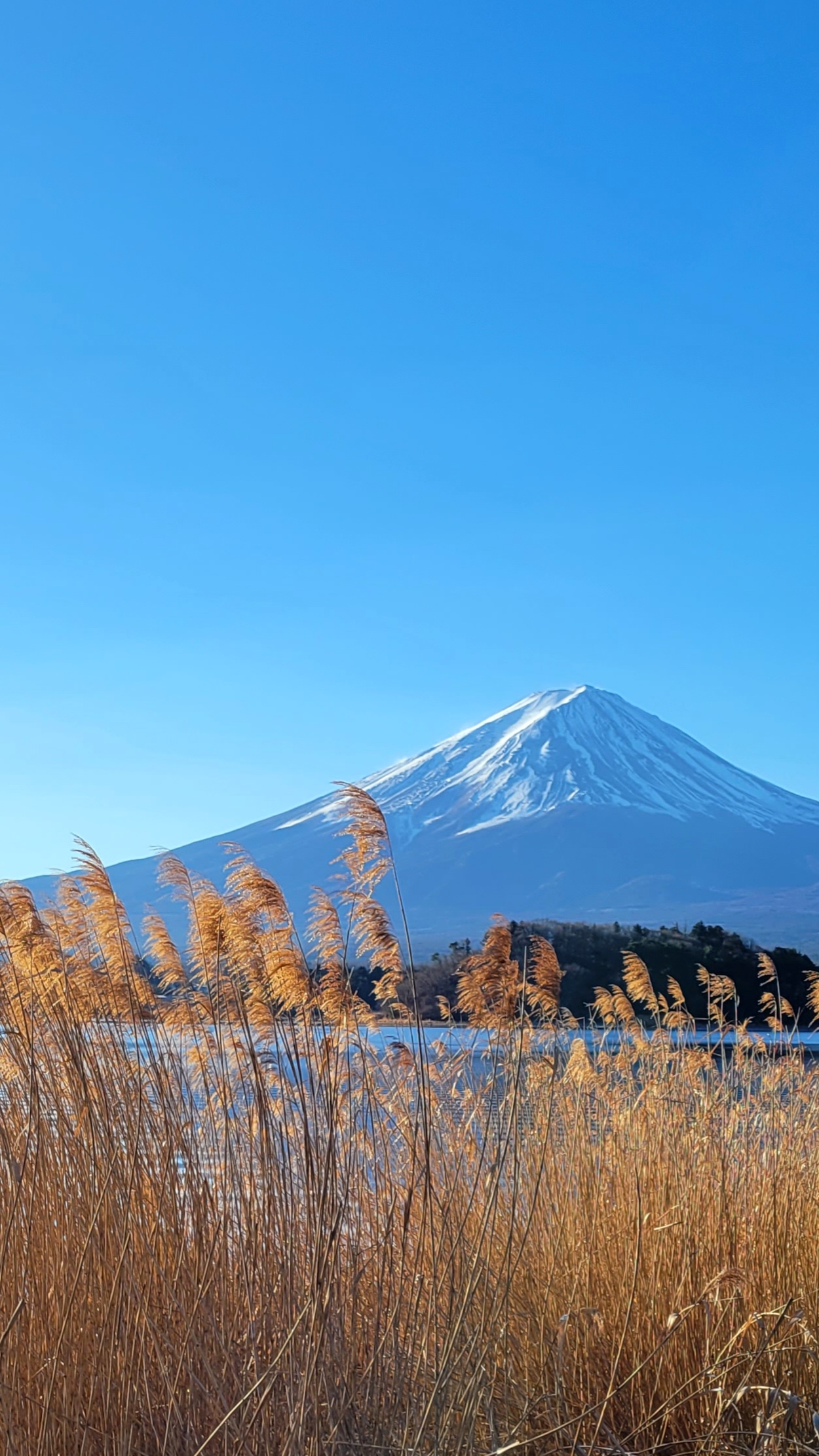 河口湖にて、「秋の河口湖!富士山とススキの絶景コラボレーション」と感じた写真です。
