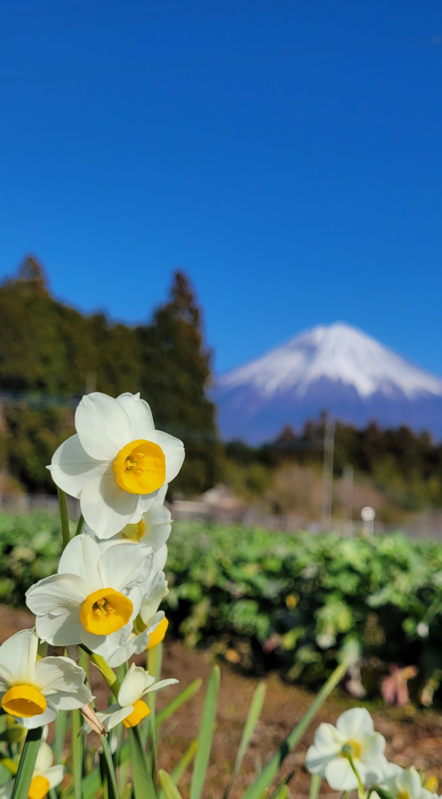 白糸の滝自然公園にて、「富士山と白糸の滝!四季折々の自然美と水仙の共演」と感じた写真です。