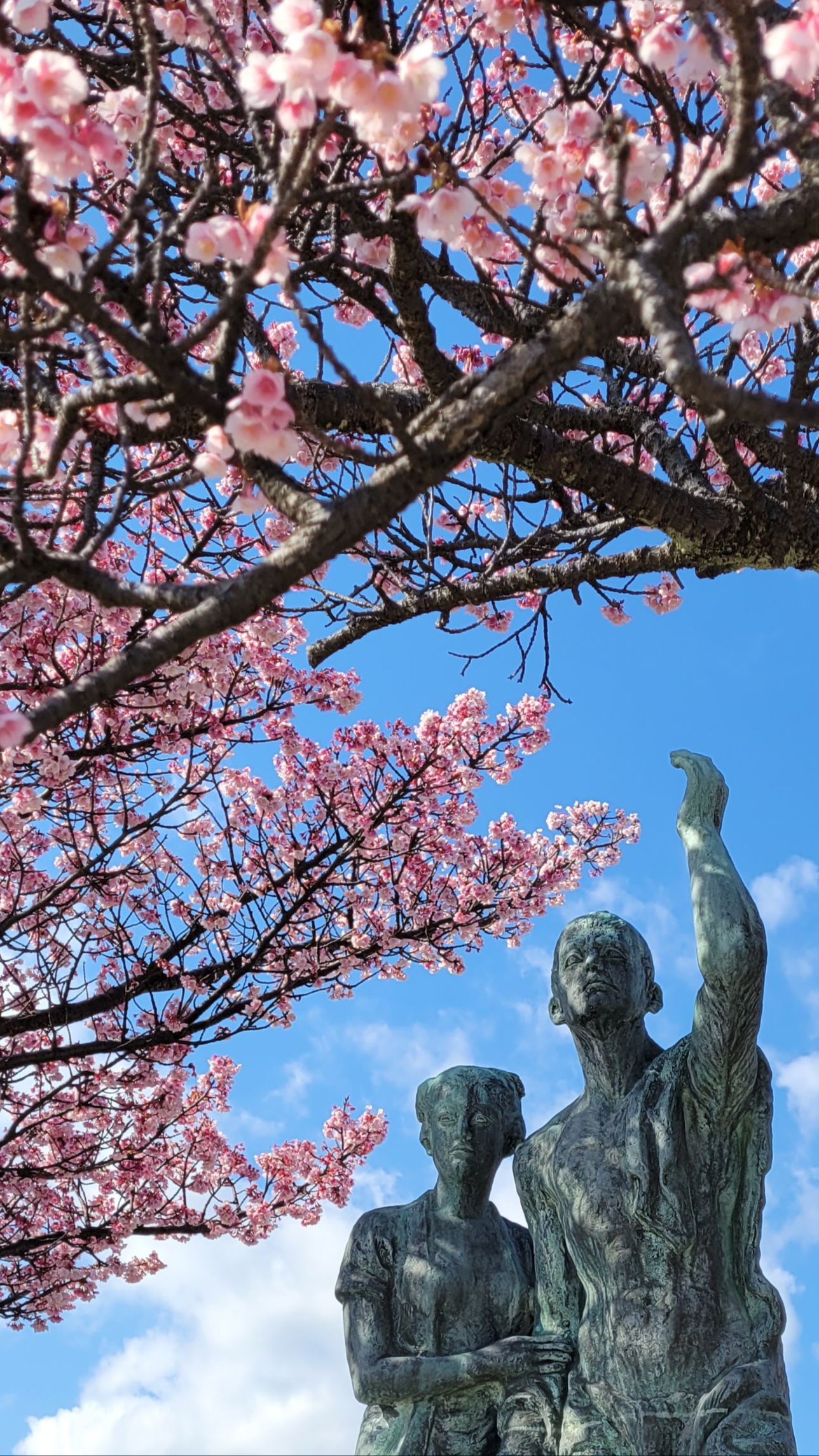 あたみ桜糸川桜まつりにて、「春の訪れを告げる、あたみ桜 糸川桜まつりの魅力」と感じた写真です。