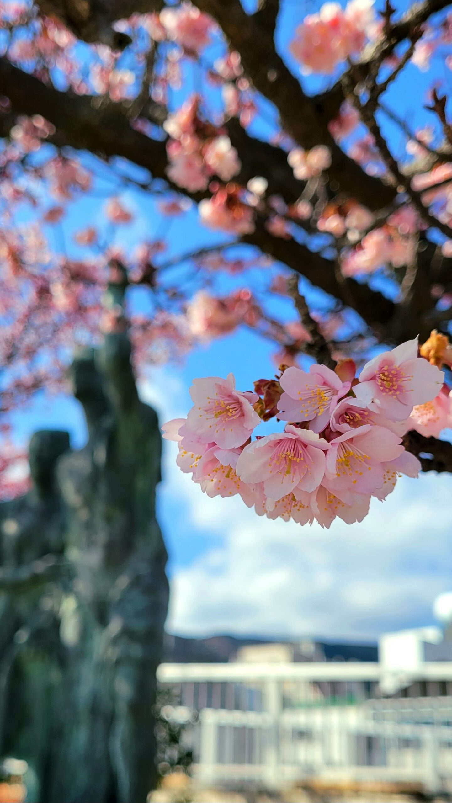 あたみ桜糸川桜まつりにて、「早春の訪れを感じる!あたみ桜 糸川桜まつりの魅力」と感じた写真です。