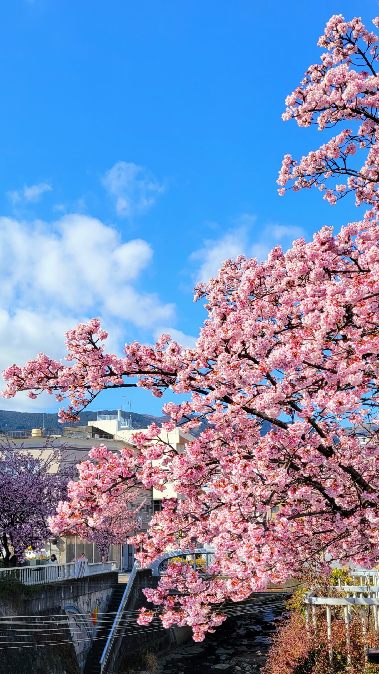 あたみ桜糸川桜まつりにて、「早春の夢舞台!あたみ桜 糸川桜まつり」と感じた写真です。