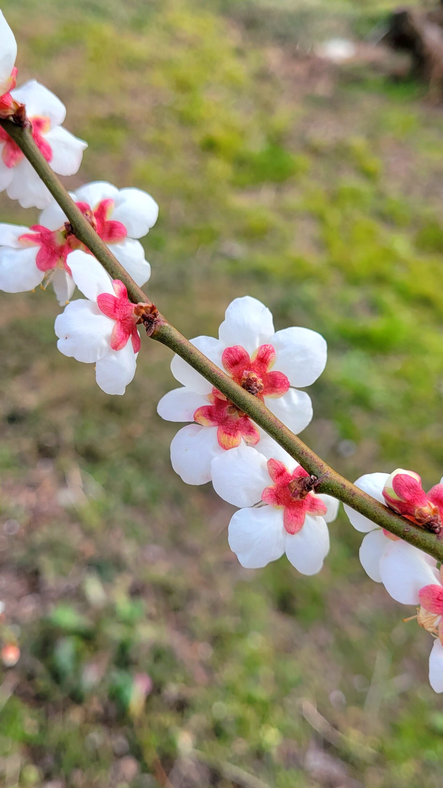 曽我梅林にて、「春の訪れを告げる曽我梅林の美しき梅花」と感じた写真です。