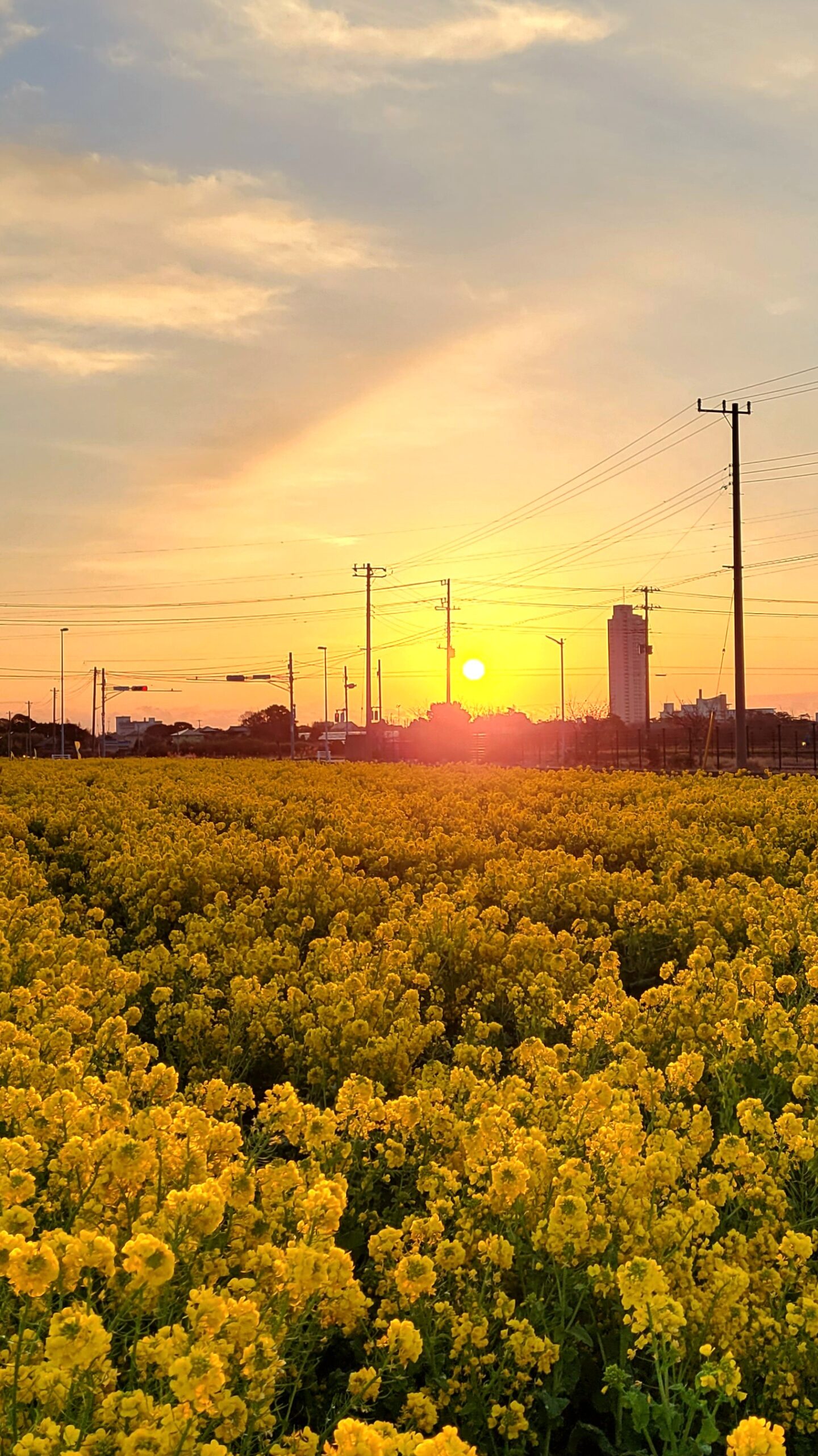 鴨川菜の花ロードにて、「春の光に包まれて!鴨川市の菜の花ロード」と感じた写真です。