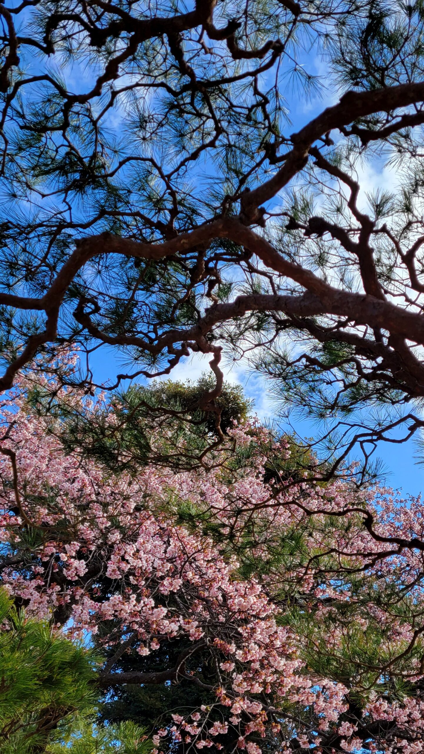 新宿御苑にて、「早咲き桜!春の訪れを告げる美しい庭園」と感じた写真です。