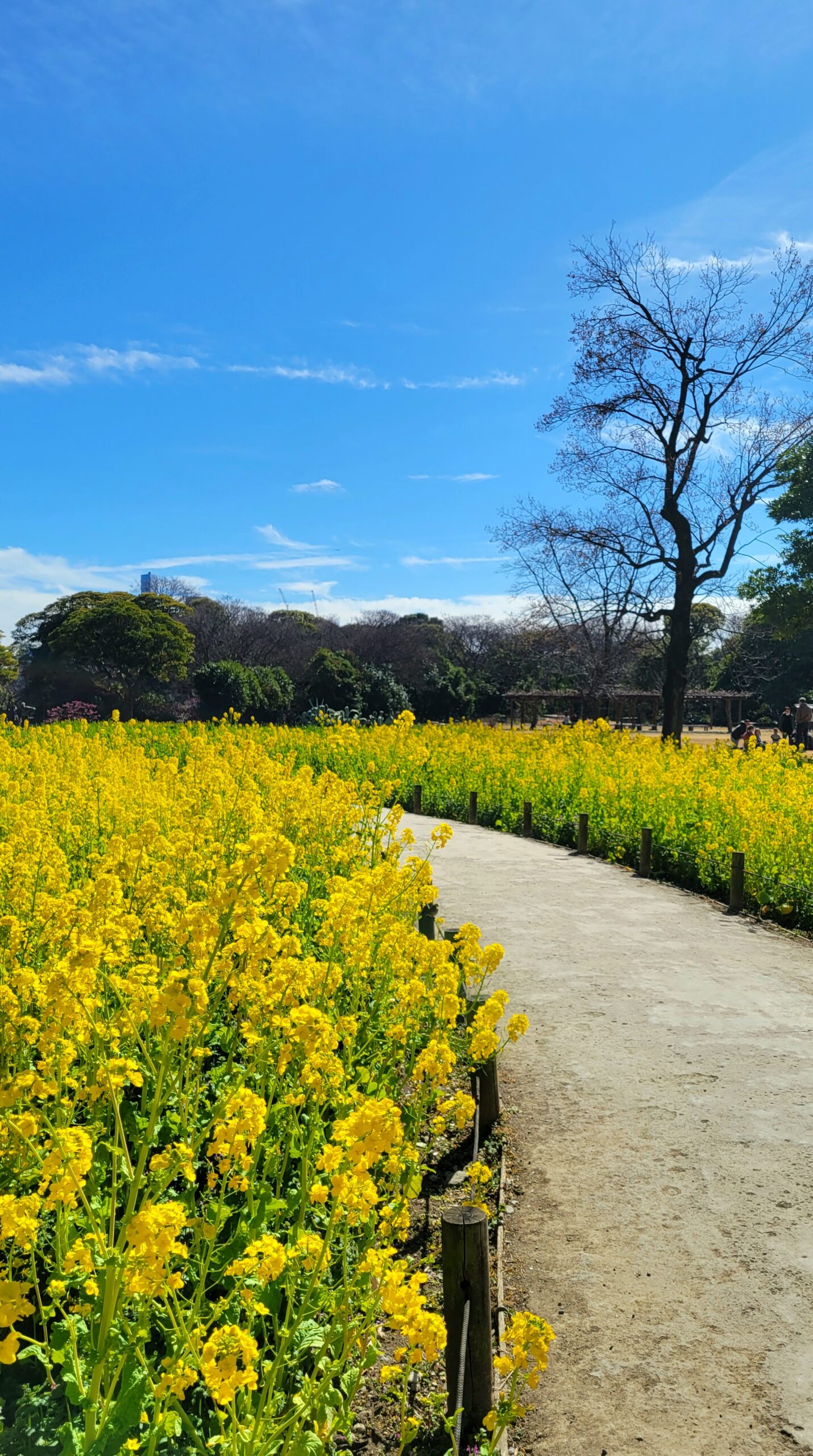 浜離宮恩賜公園にて、「春の訪れを感じる浜離宮恩賜公園の菜の花ロード」と感じた写真です。
