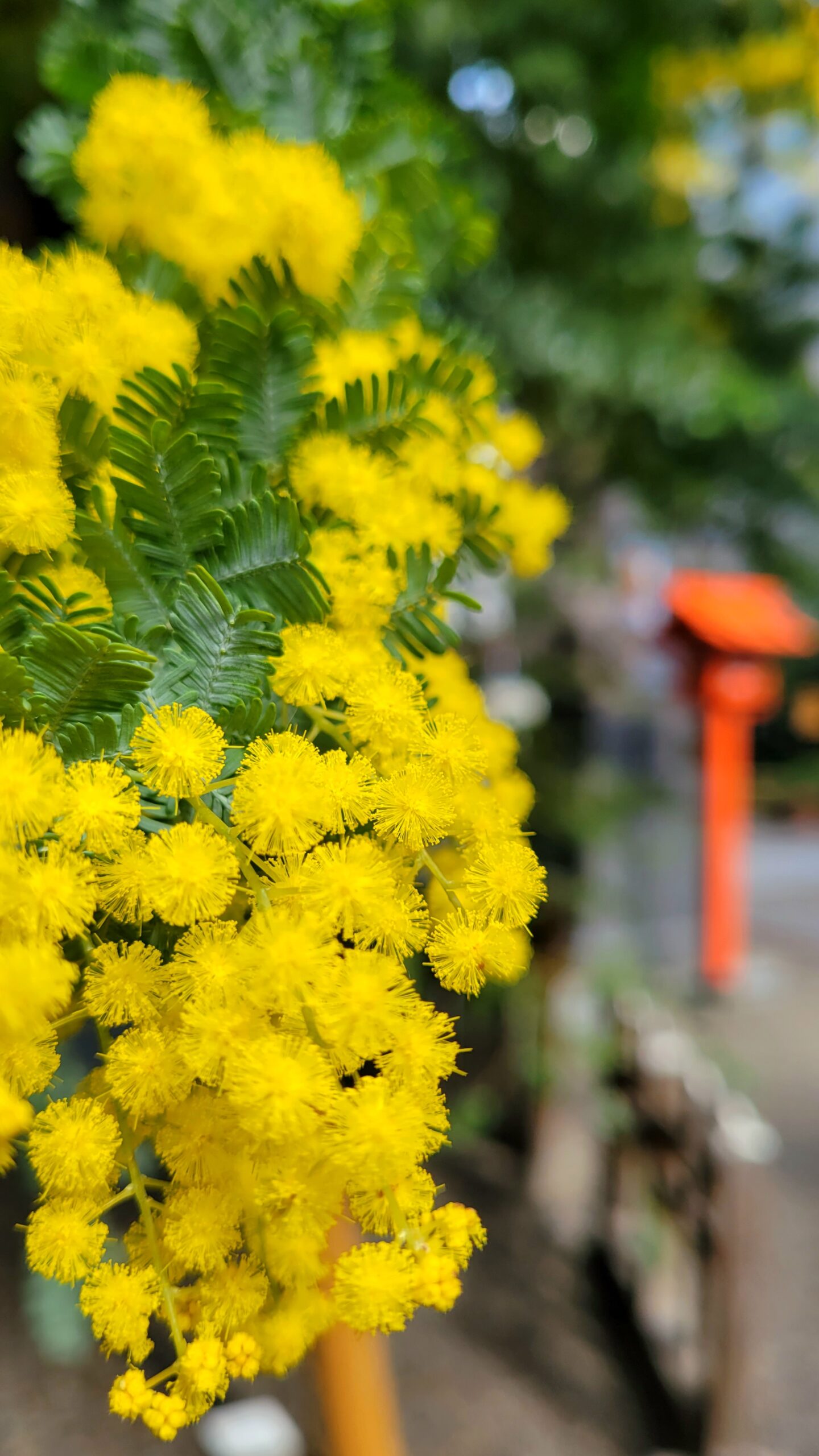 蔵前神社にて、「春の彩り!蔵前神社で楽しむミモザと桜の共演」と感じた写真です。