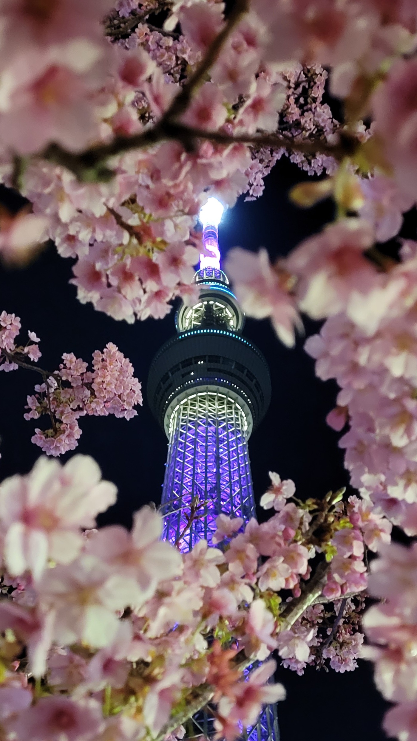 東京スカイツリーにて、「河津桜と東京スカイツリーの幻想的な夜景」と感じた写真です。