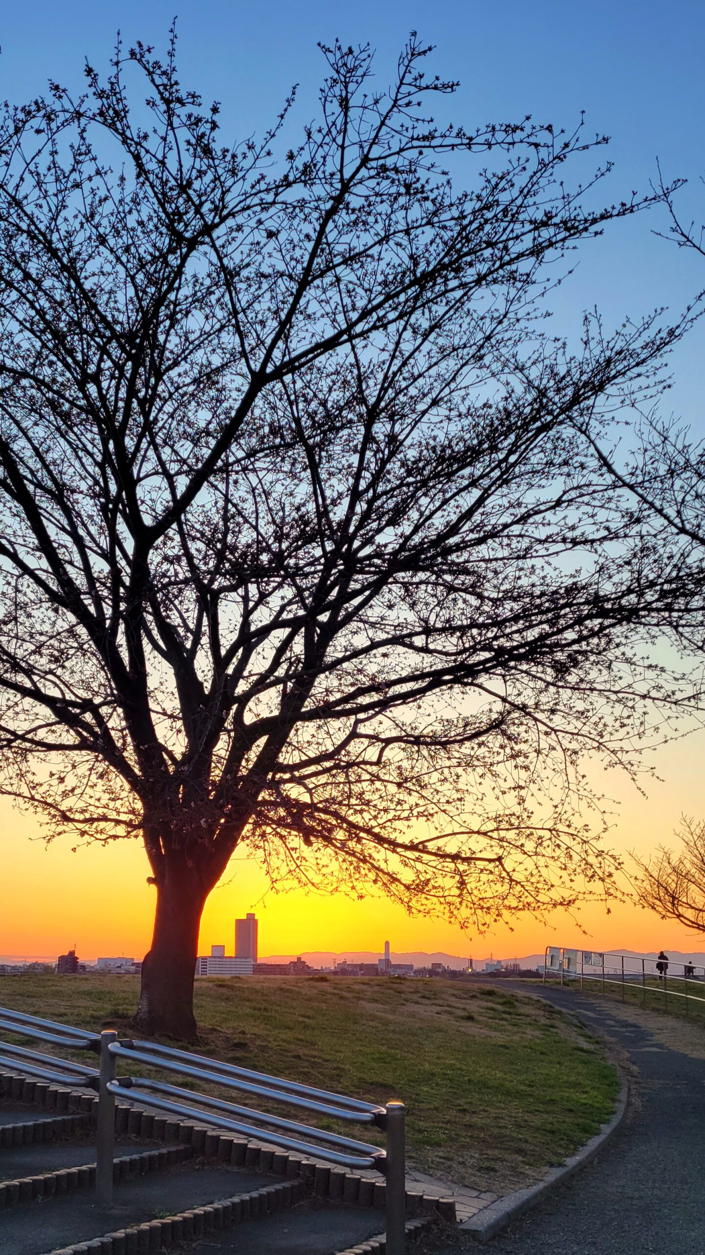 荒川土手にて、「荒川の春!蕾と夕焼けが織りなす風景」と感じた写真です。