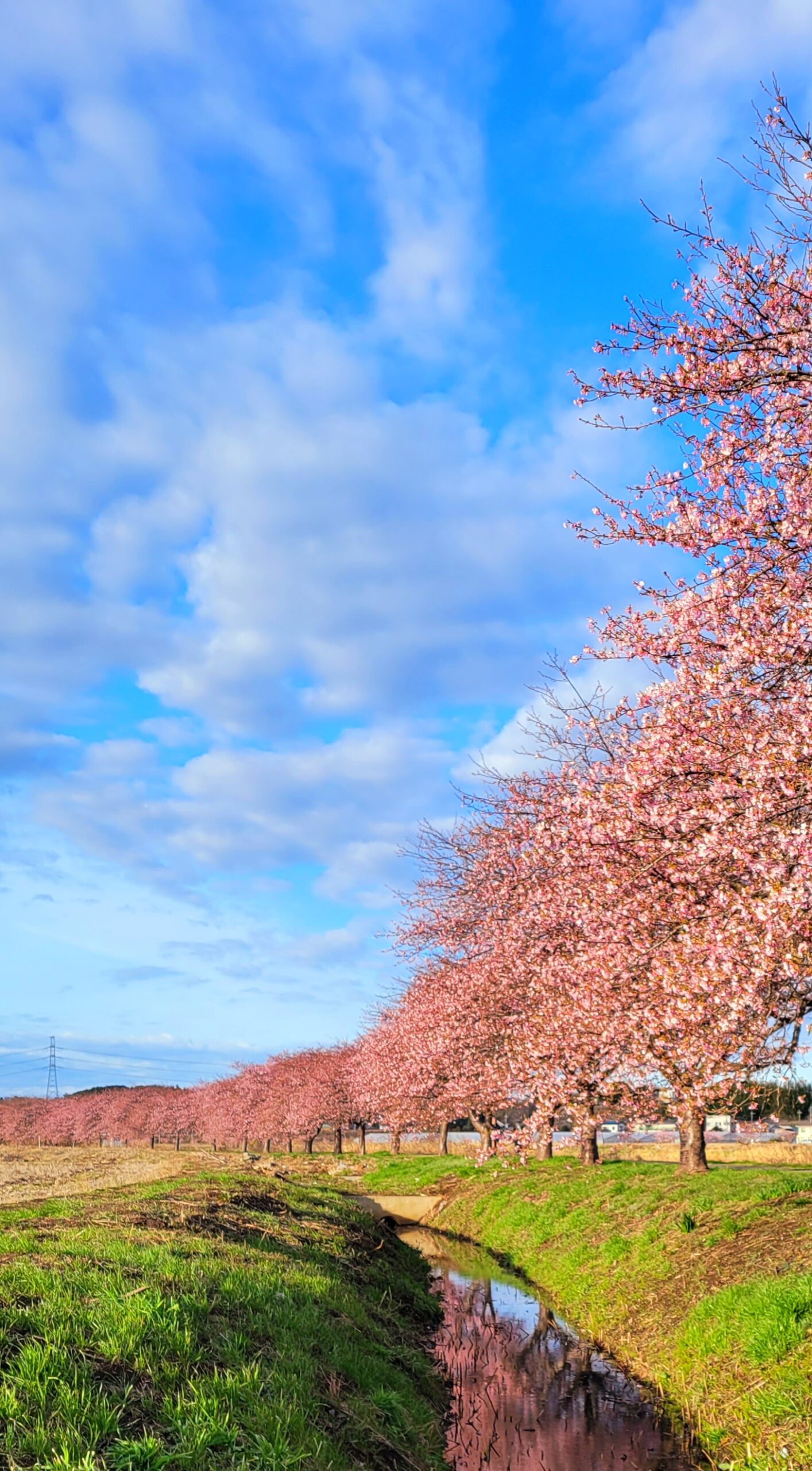 新川千本桜にて、「新川千本桜!早春のピンクトンネル」と感じた写真です。