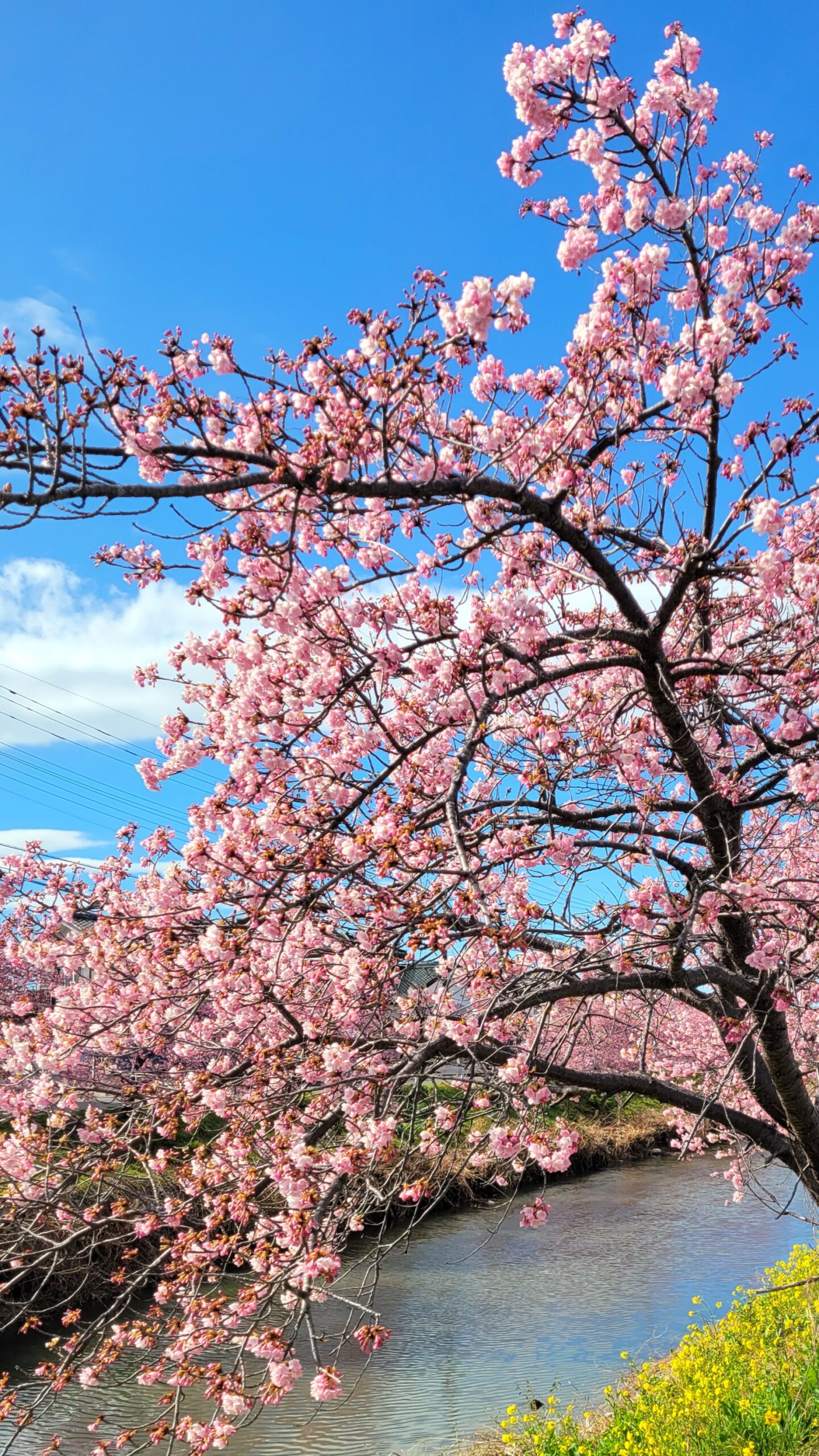 青毛堀川にて、「春の彩り!青毛堀川の河津桜と菜の花の共演」と感じた写真です。