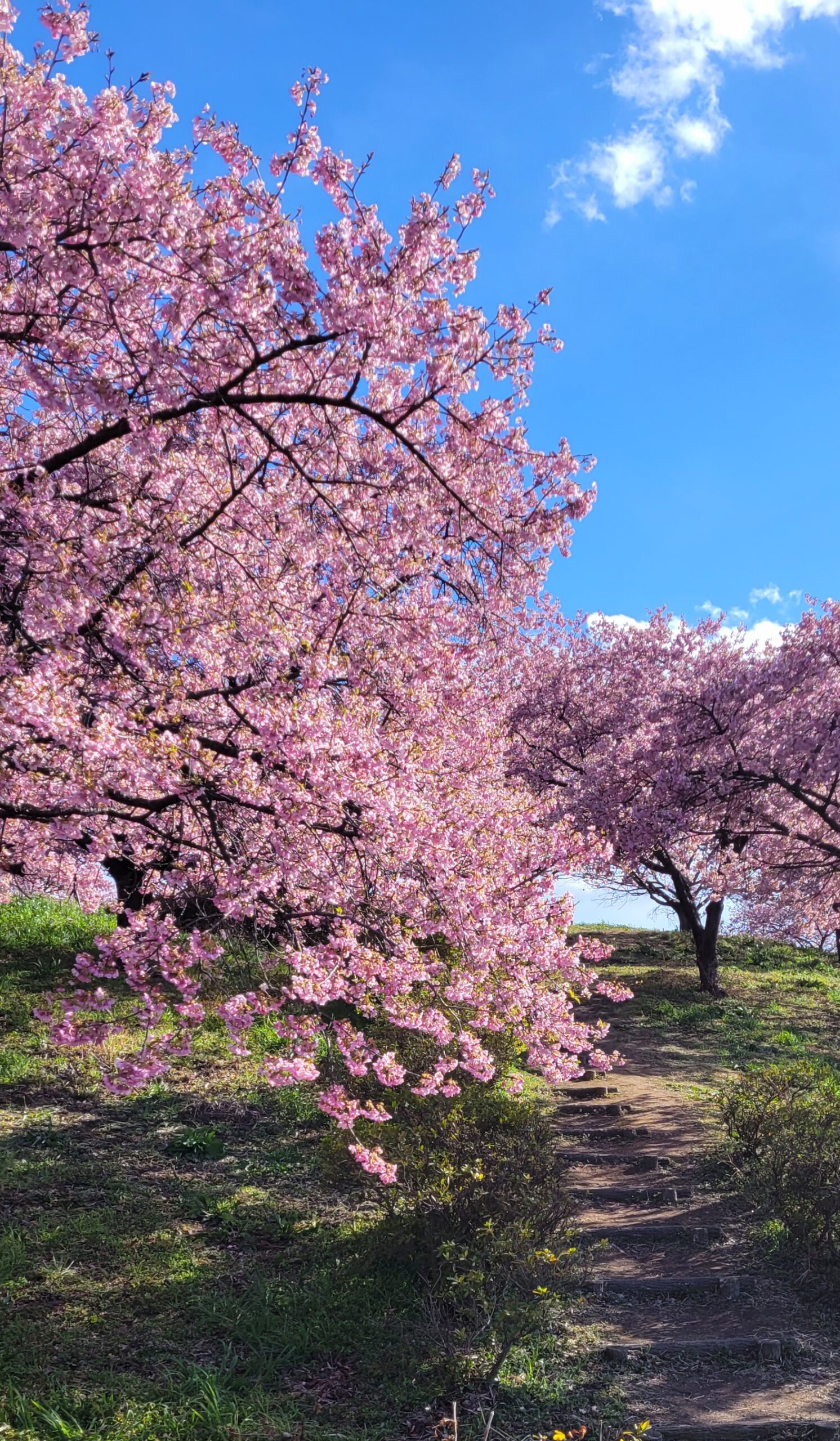 榛の森公園にて、「榛の森公園の早春!河津桜が織りなす幻想的な風景」と感じた写真です。