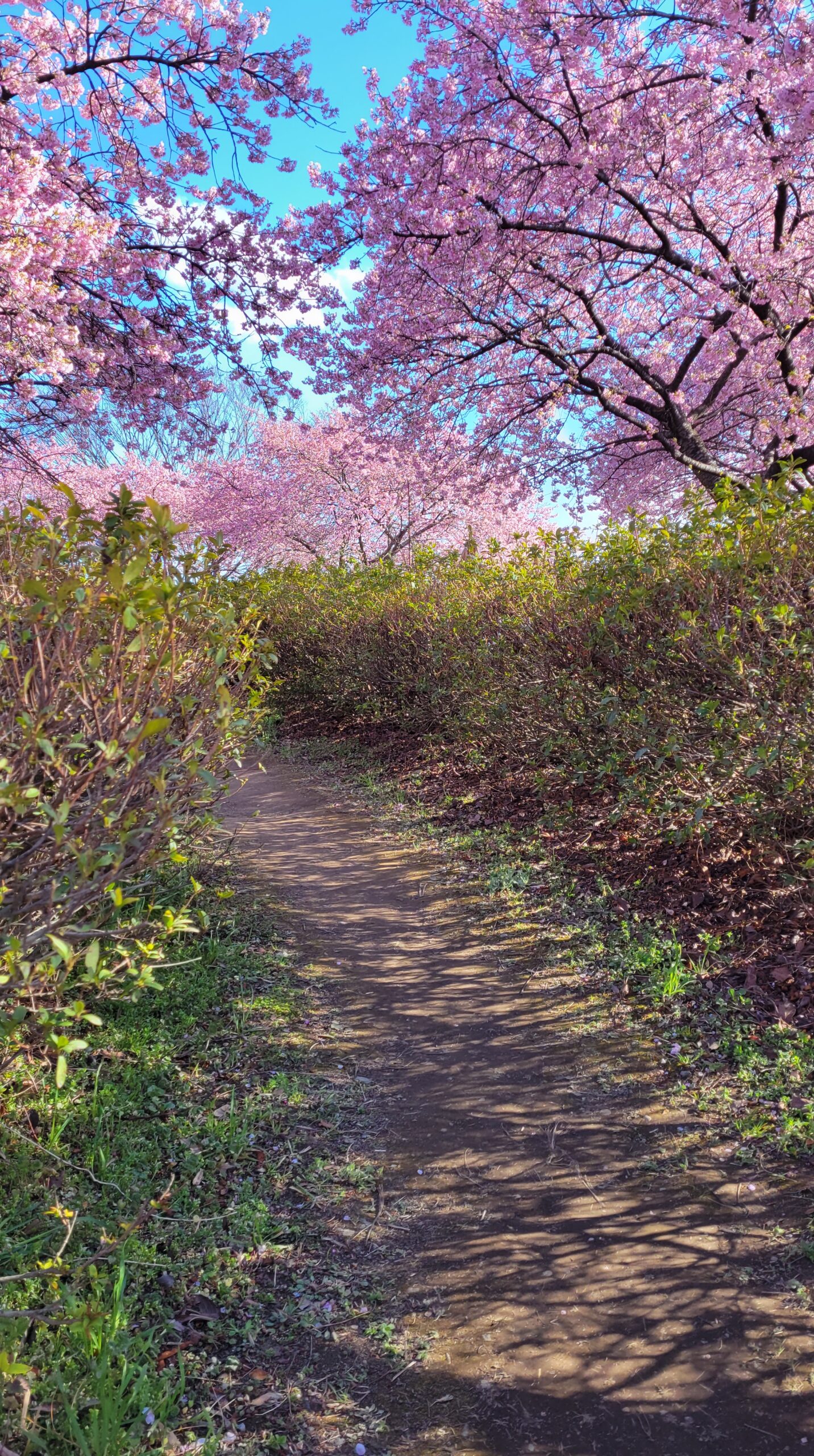 榛の森公園にて、「榛の森公園の河津桜!早春のピンクのじゅうたん」と感じた写真です。