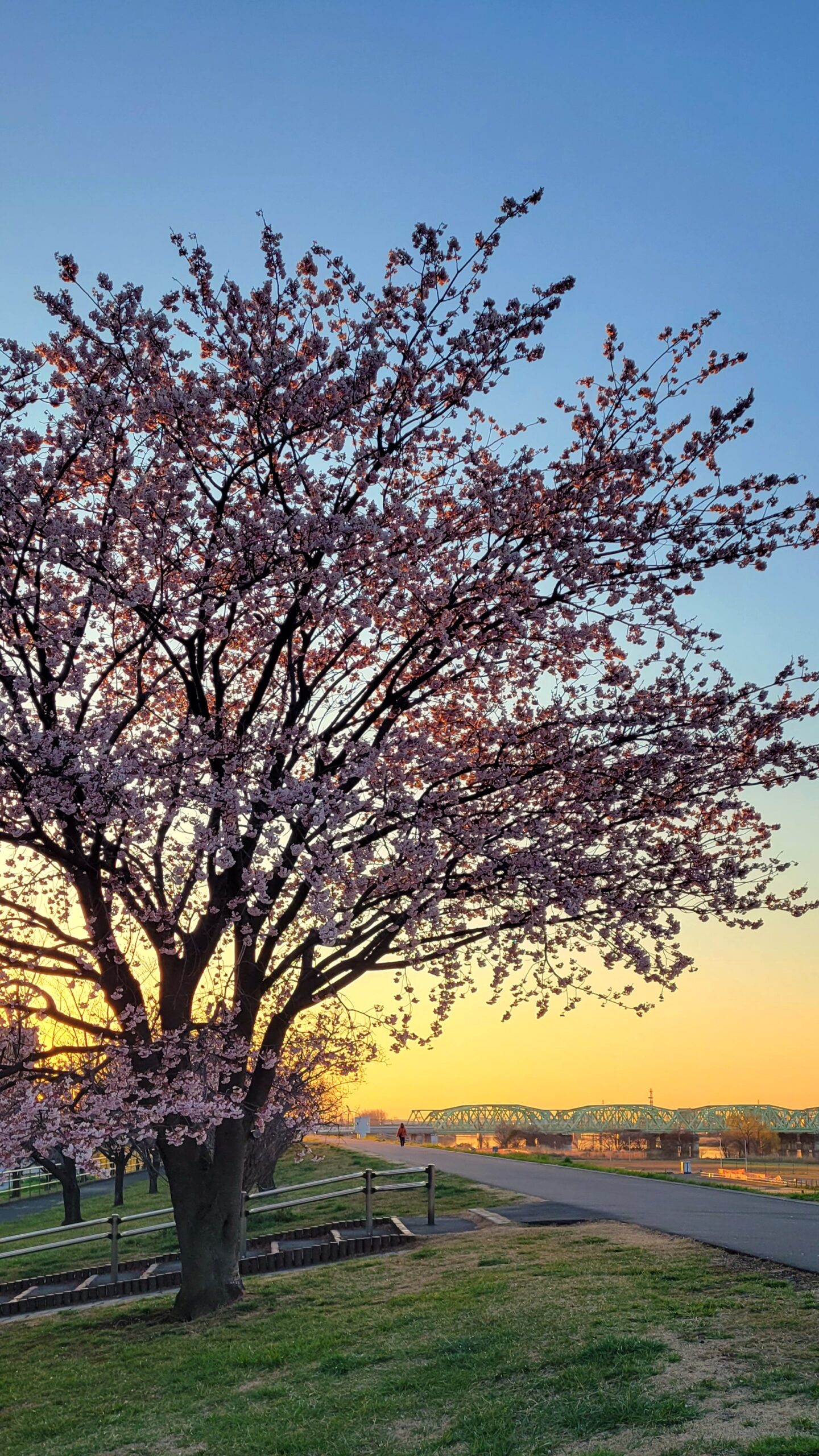 荒川土手にて、「早春の美景!荒川の安行桜と朝日の共演」と感じた写真です。