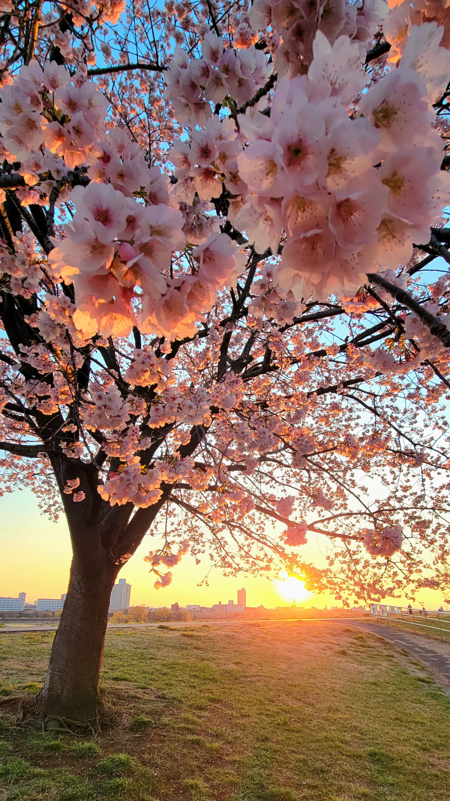 荒川土手にて、「春の訪れを告げる安行桜と荒川土手の夕景」と感じた写真です。