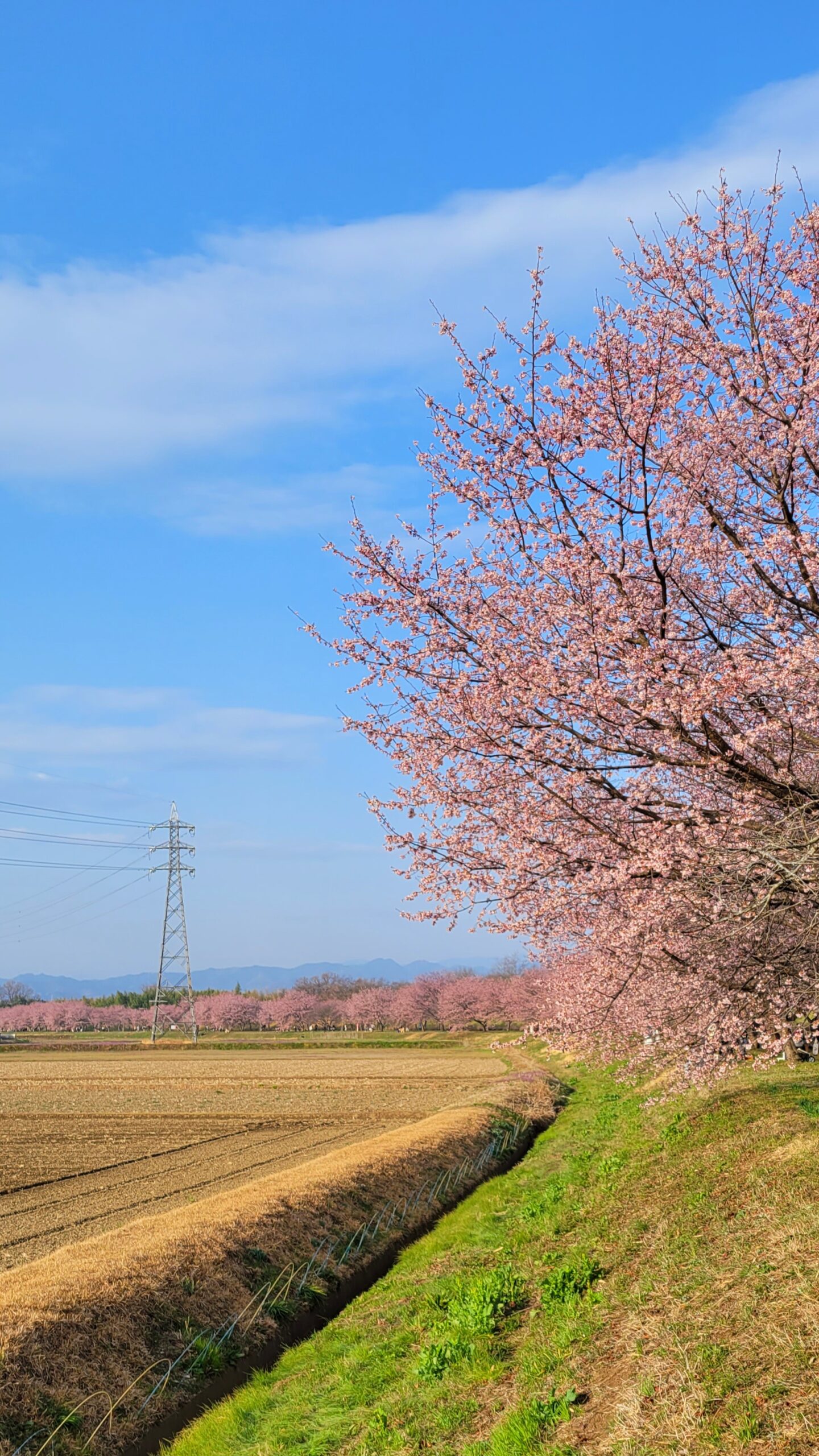 北浅羽桜堤公園にて、「早春の希望を彩る北浅羽桜堤公園の安行桜」と感じた写真です。