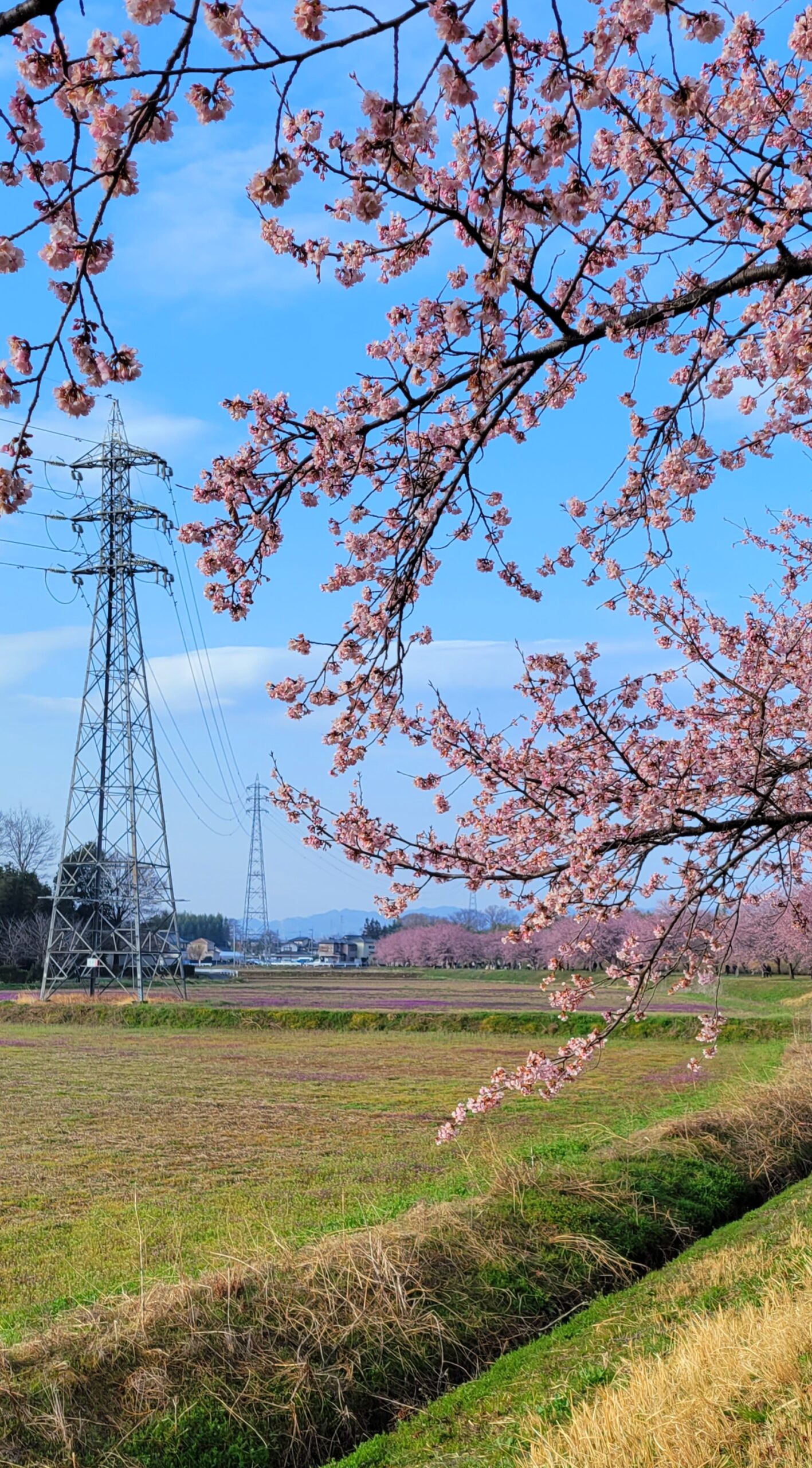 北浅羽桜堤公園にて、「春の訪れを告げる北浅羽桜堤公園の安行桜」と感じた写真です。