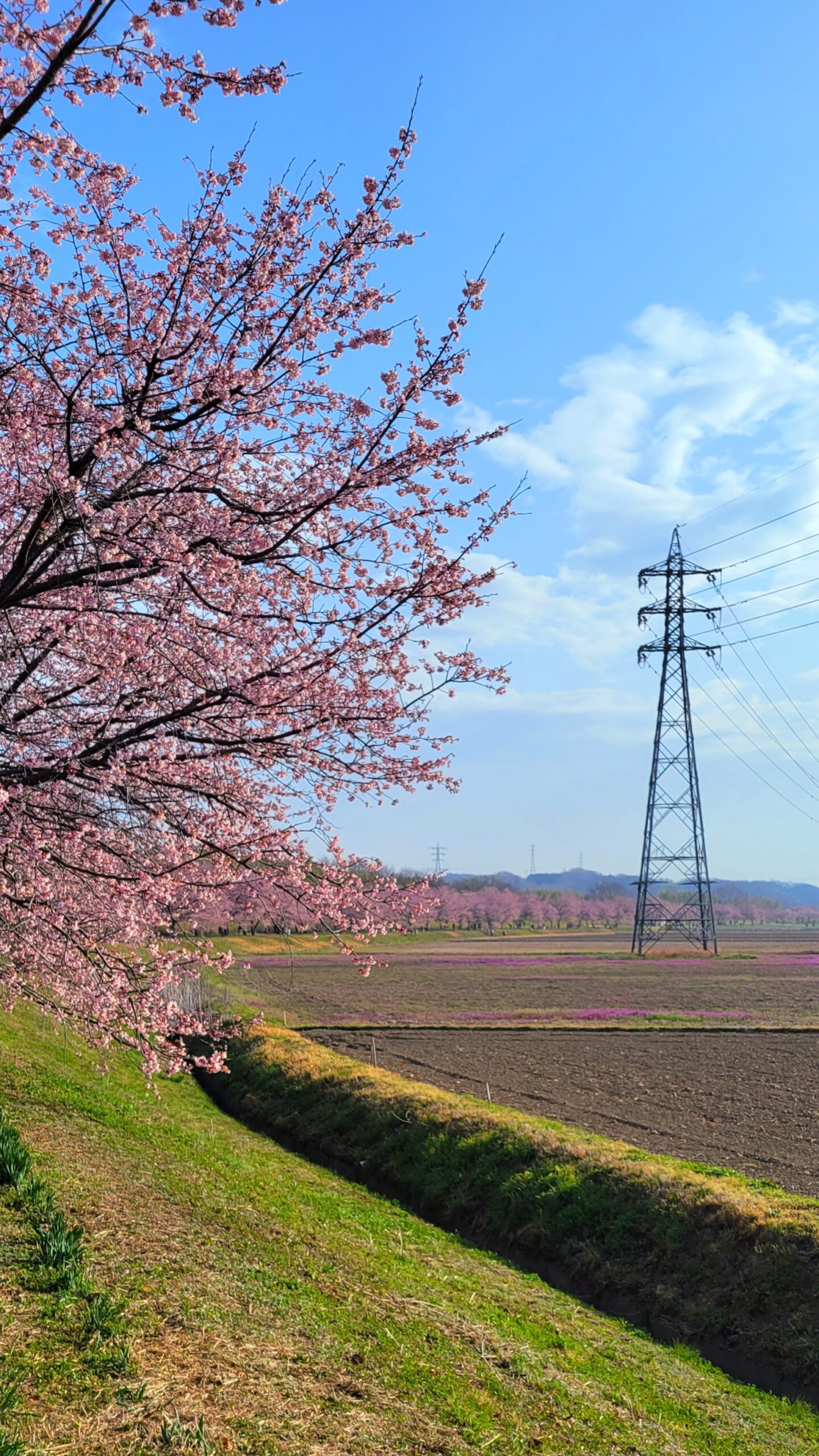 北浅羽桜堤公園にて、「春の訪れを彩る北浅羽桜堤公園の安行桜」と感じた写真です。
