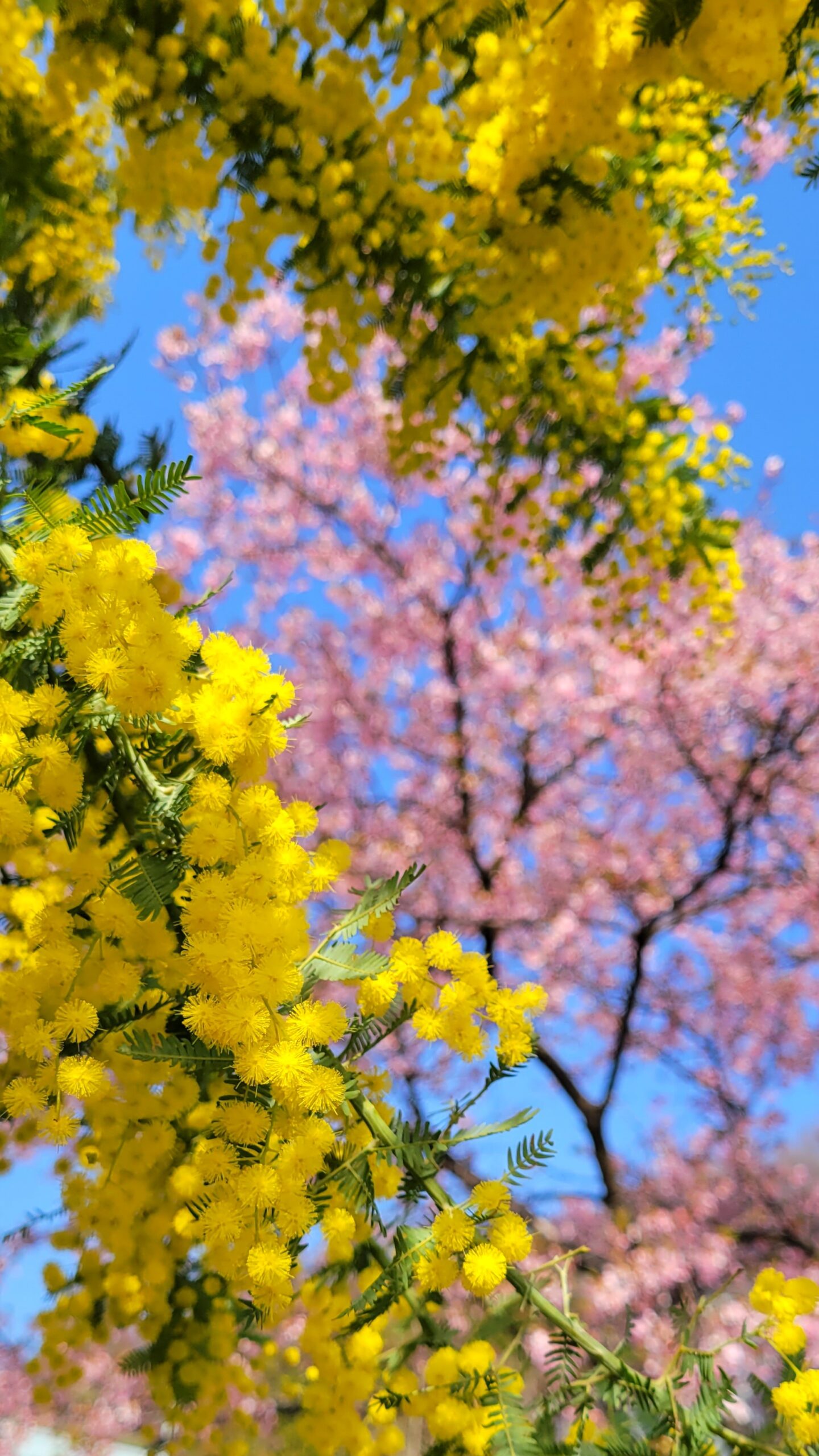 休山寺にて、「春の彩り!休山寺で楽しむミモザと桜の共演」と感じた写真です。