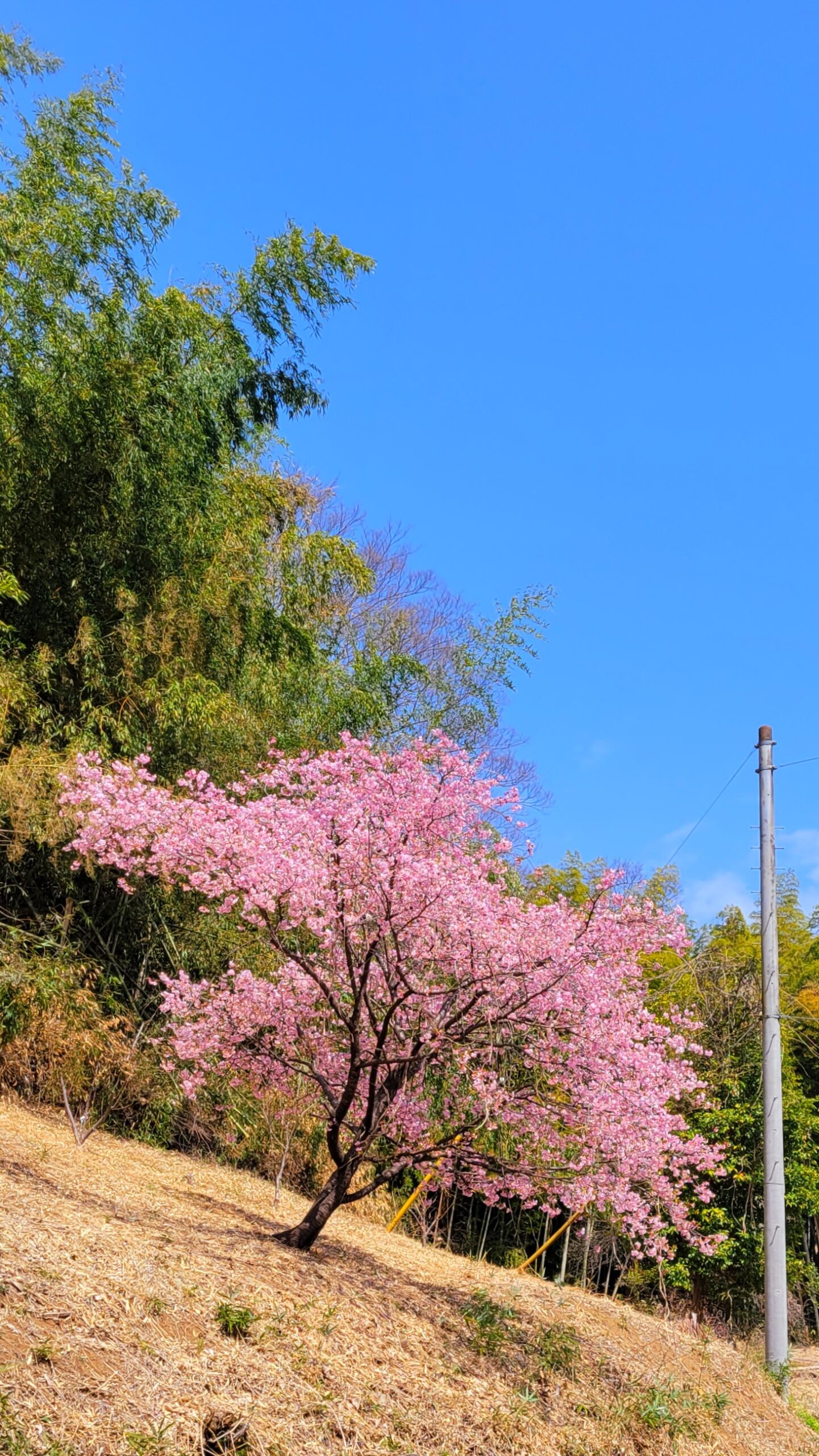 埼玉県にて、「崖の上の一本桜!自然が生んだ美の芸術」と感じた写真です。