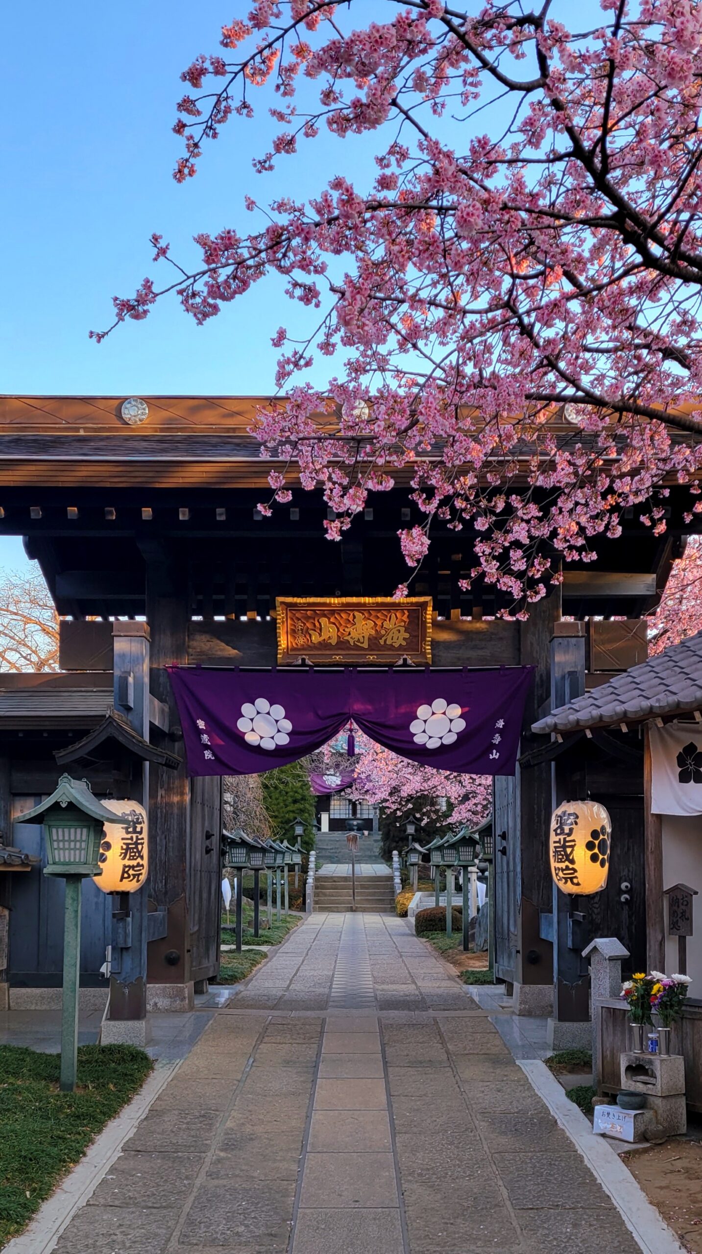 密蔵院にて、「早春の静寂!密蔵院の安行桜と朝の美」と感じた写真です。